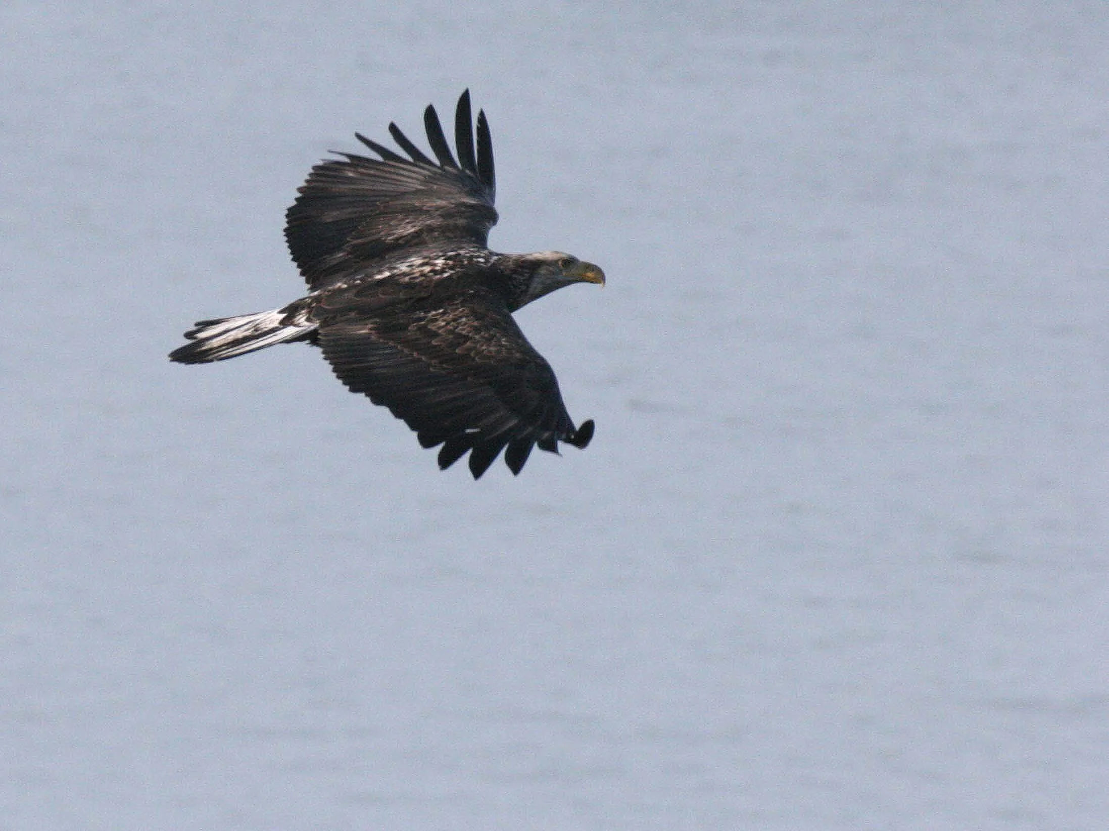 BIRD - EAGLE - BALD EAGLE IMMATURE -LAKE FARM (13).JPG