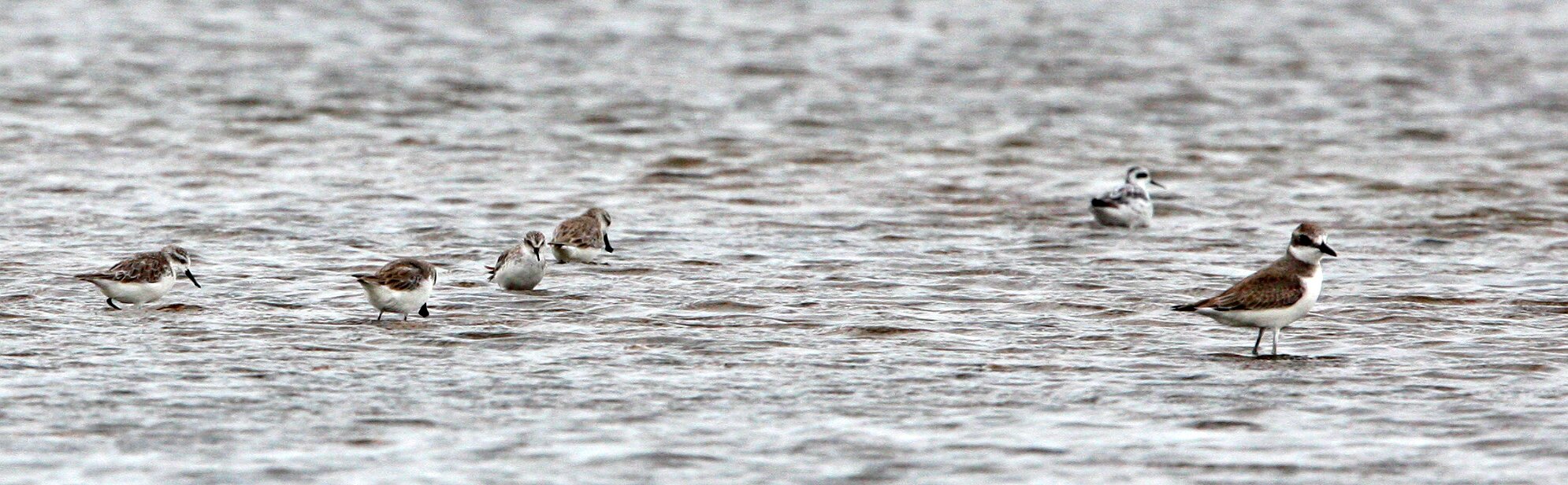 BIRD - SANDPIPER - SPOON-BILLED SANDPIPER - PETCHABURI PROVINCE, PAK THALE (27).jpg