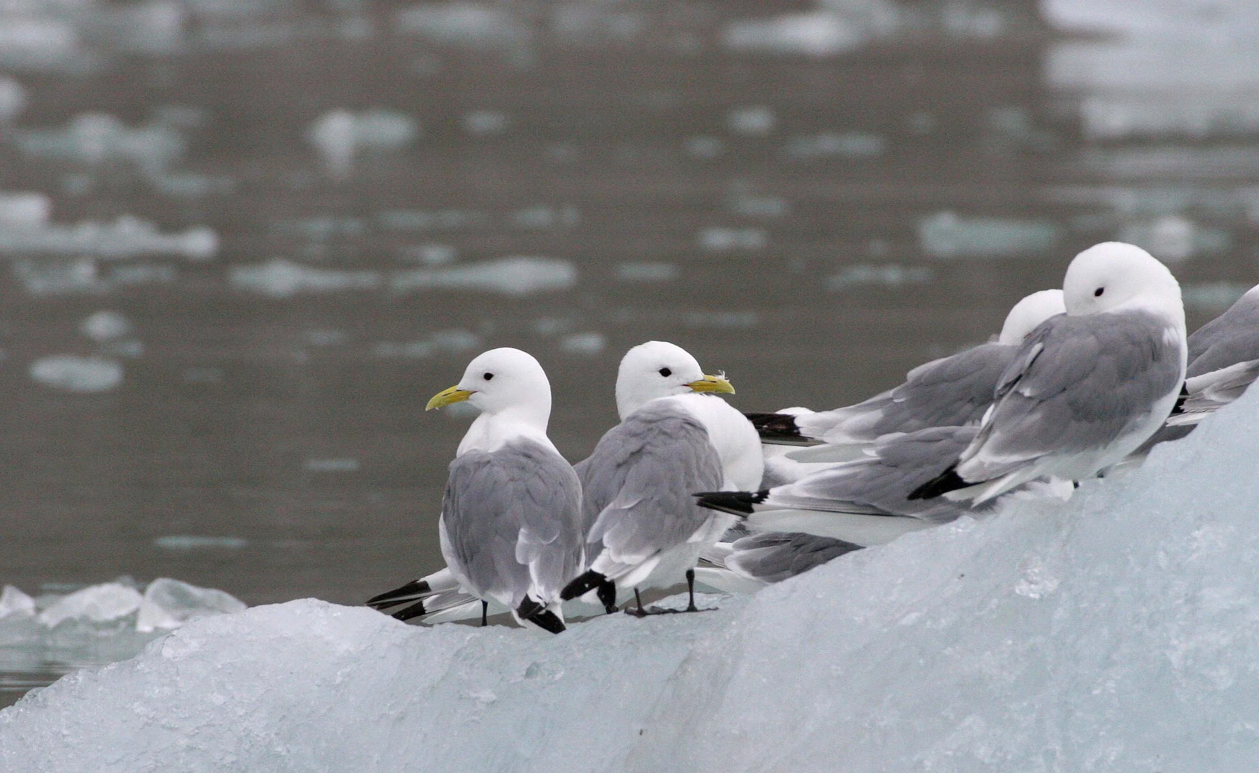 BIRD - KITTIWAKE - BLACK-LEGGED - SVALBARD (50).jpg