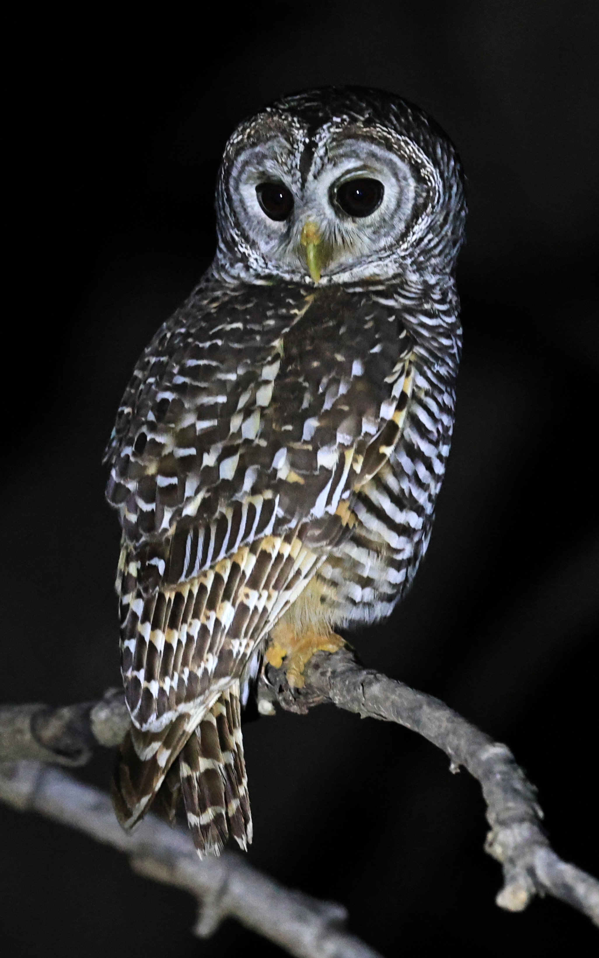Chaco Owl (Strix chacoensis) Reserva Nueland  Selva Serena (24).jpg