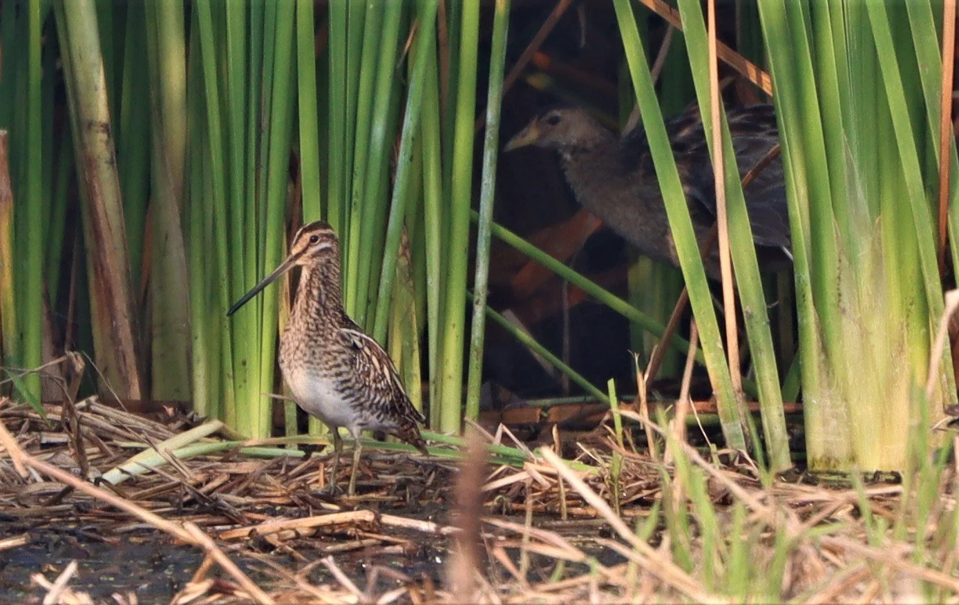 SNIPE - COMMON SNIPE - Gallinago gallinago - with WATER COCK - LAT KRABANG WETLANDS NEAR BKK (15).jpg