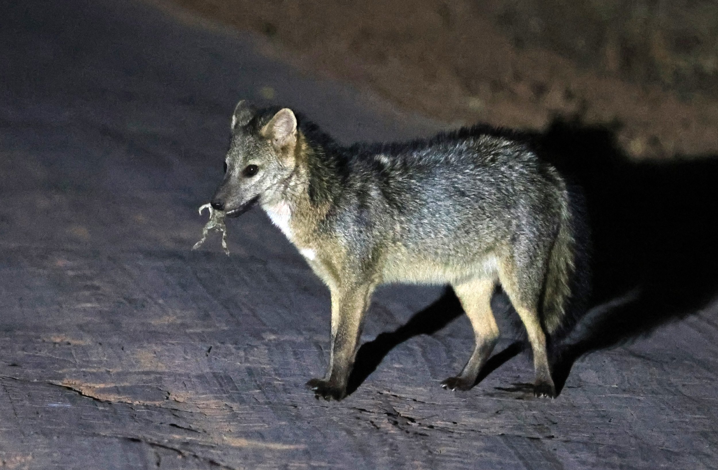 Crab-eating Fox (Cerdocyon thous) Agua Dulce Paraguay (29).jpg