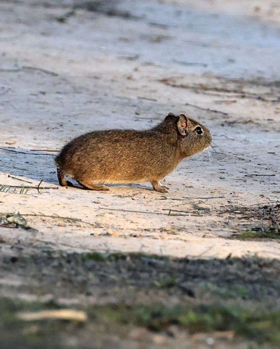 Lowland Yellow-Toothed Cavy (Galea leucoblephara) Hotel Iparoma Campestre Paraguay (38).jpg