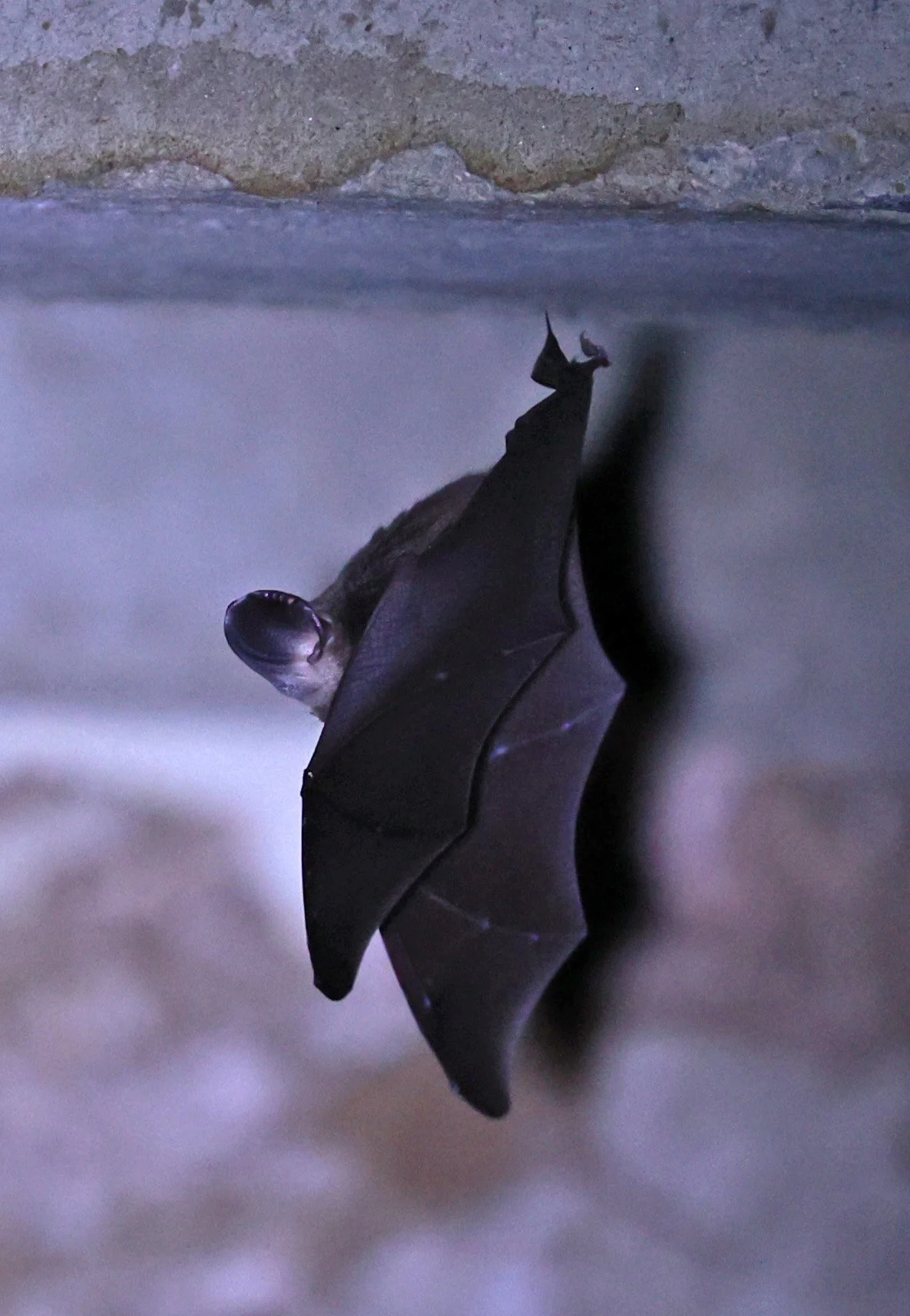 Hipposideros gentilis 
