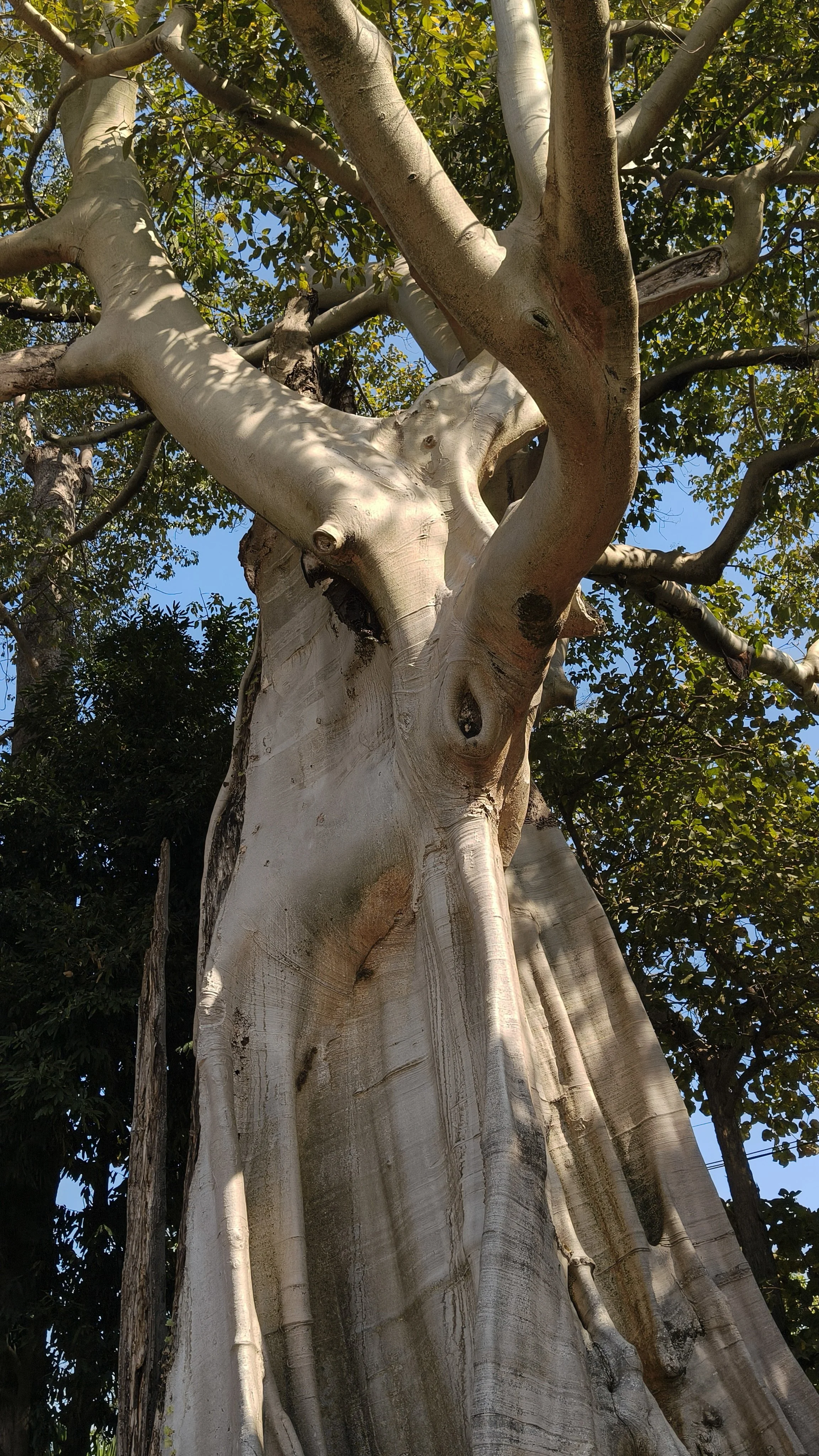 Giant Ficus Tree - Western Phayao Province (10).jpg