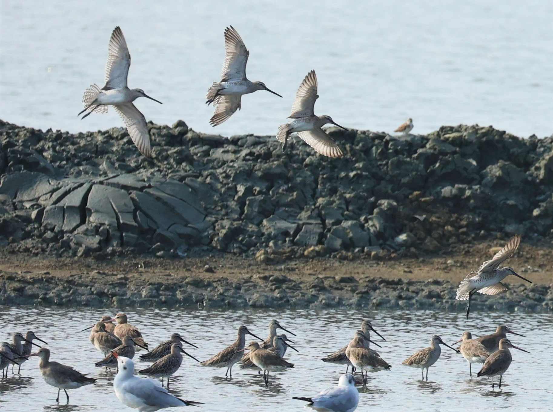 DOWITCHER - ASIAN DOWITCHER - Limnodromus semipalmatus - PAK THALE SALT PONDS MARCH 2022 (36).jpg