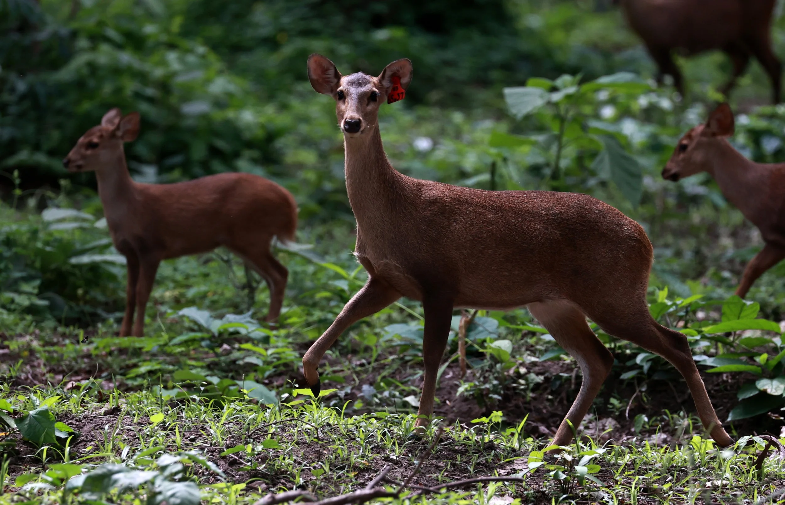 Axis annamiticus - Indochinese Hog Deer - Huai Kha Khaeng Wildlife Sanctuary June 2024 (4).jpg