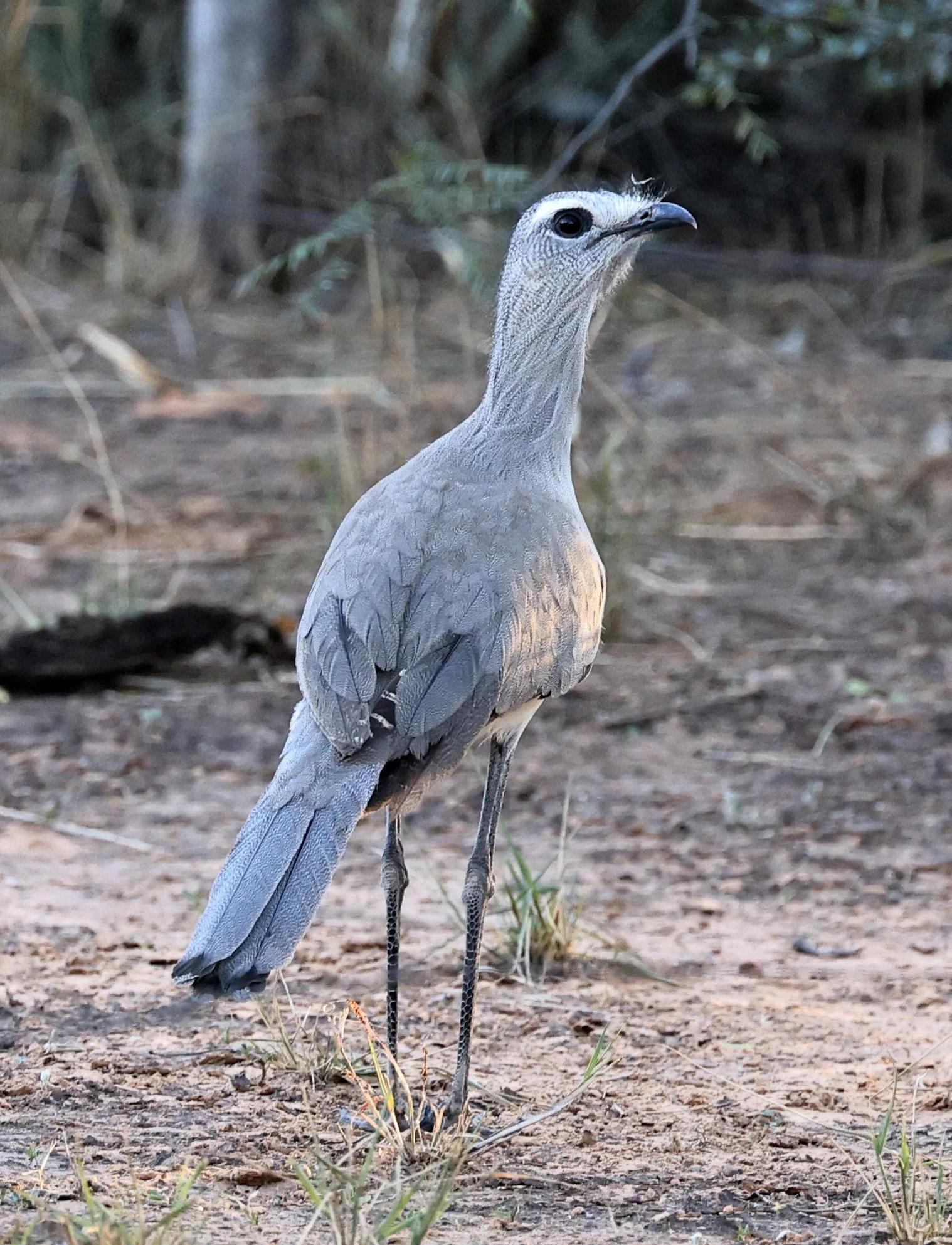 Black-legged Seriema (Chunga burmeisteri) Parque Nacional Teniente Agripino Enciso (25).jpg