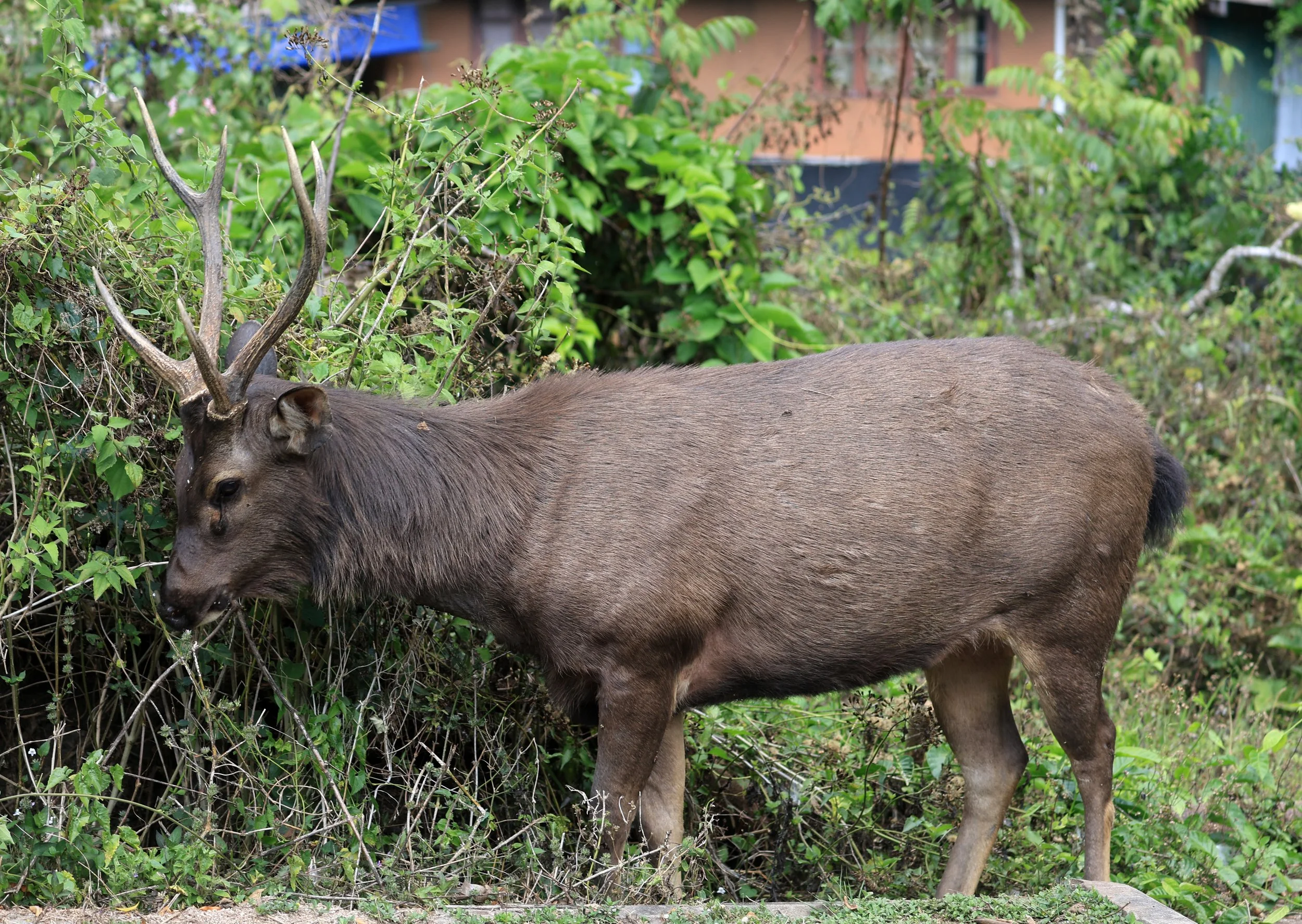 Indochinese Sambar (Rusa unicolor cambojensis) Khao Yai National Park Feb 2026 Day 2 (29).jpg