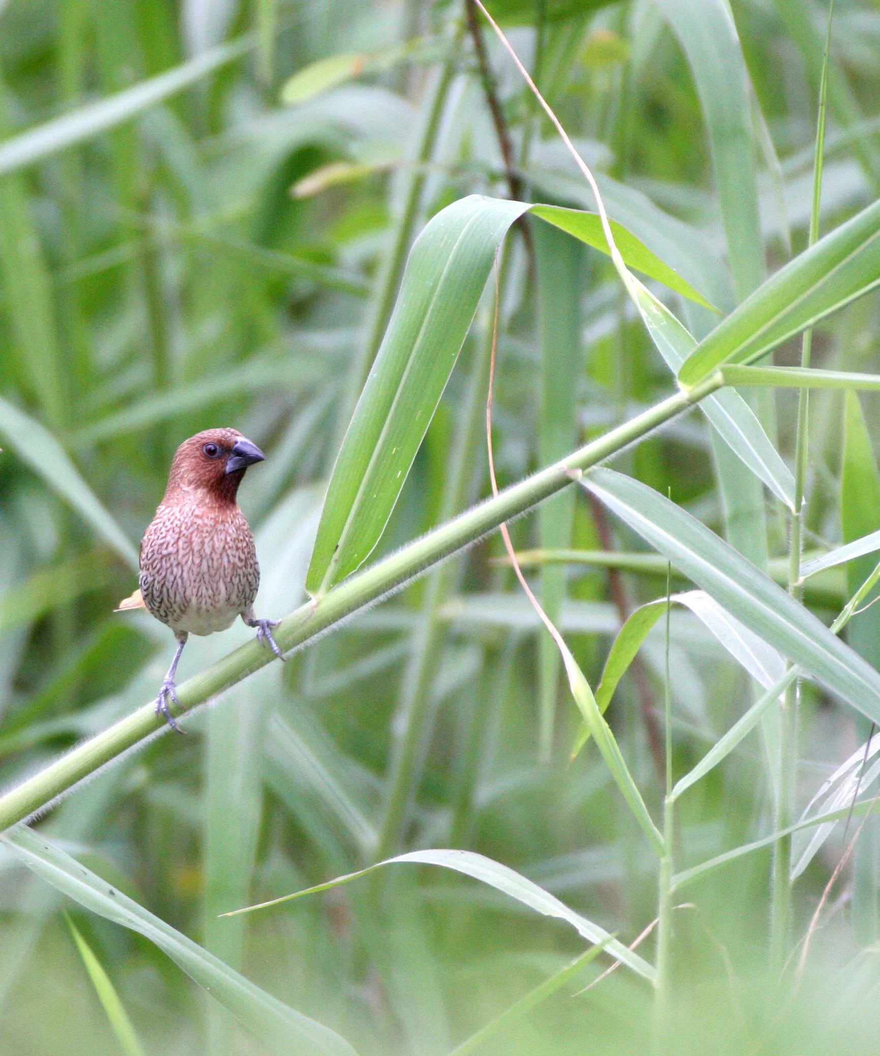 MUNIA - SCALY BREASTED MUNIA - Lonchura punctulata - BUENG BORAPHET THAILAND (6).JPG