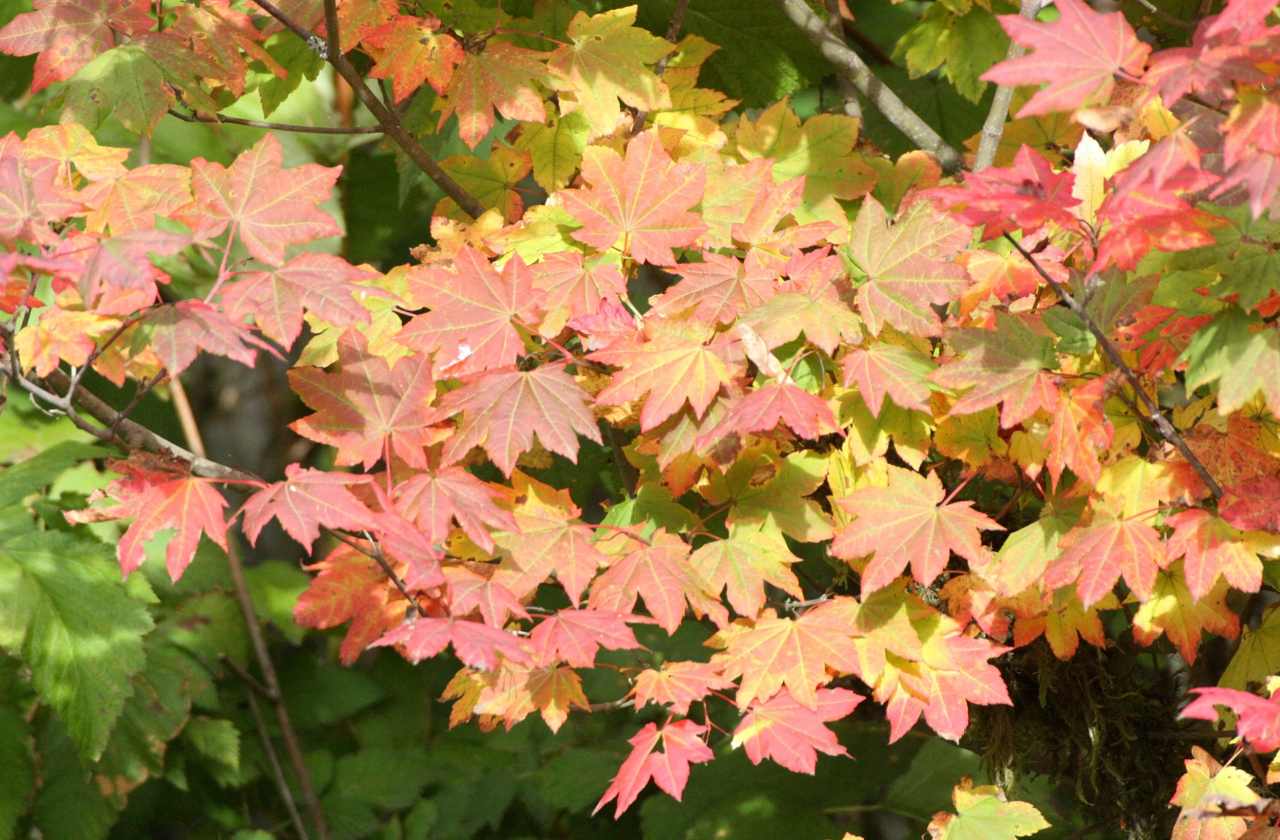 Aceraceae -Vine Maple -  Acer circinatum 