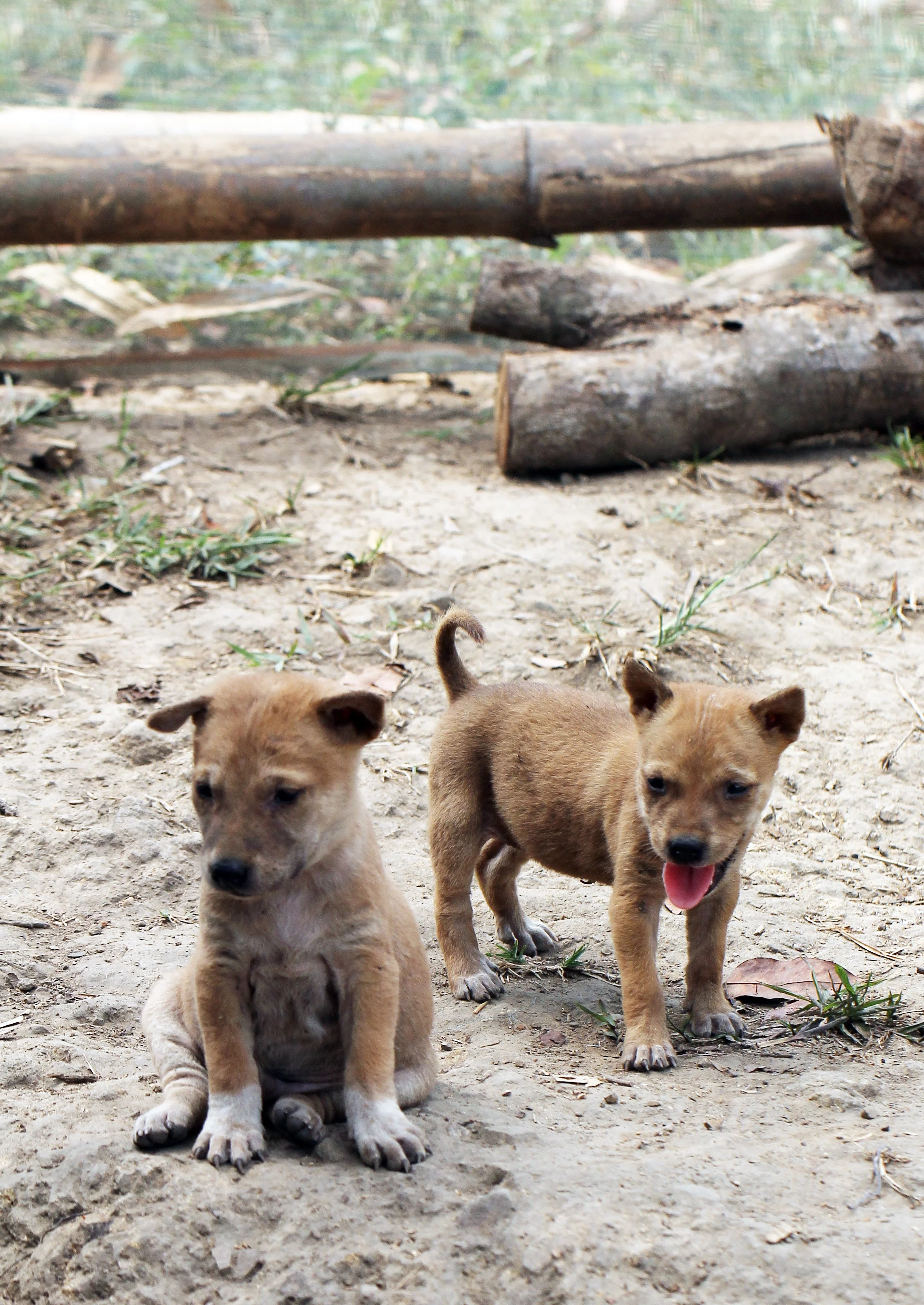 2015 Huai Mai Dee Huai Kha Khaeng Wildlife Refute (17).JPG