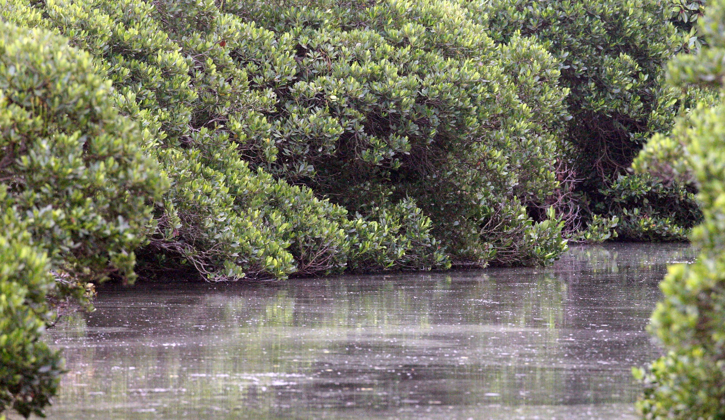 MAI PO WETLANDS HONG KONG (14).JPG