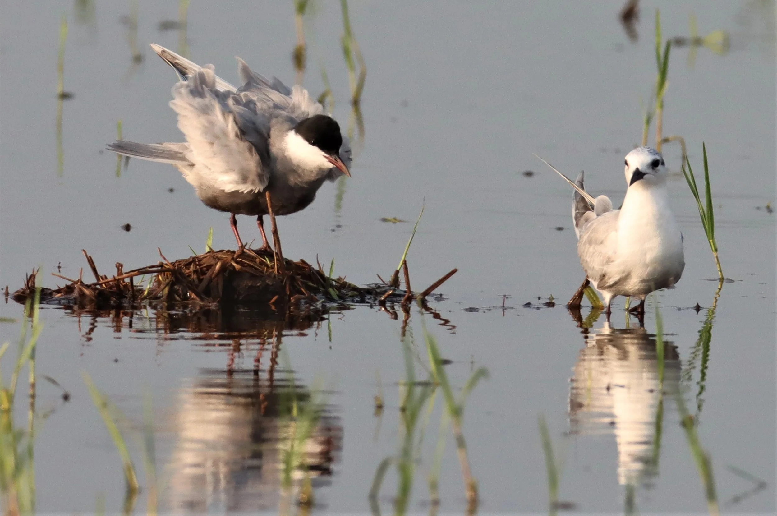 TERN - WHISKERED TERN - Chlidonias hybridus - PATHUM THANI RICE RESEARCH CENTER (8).jpg