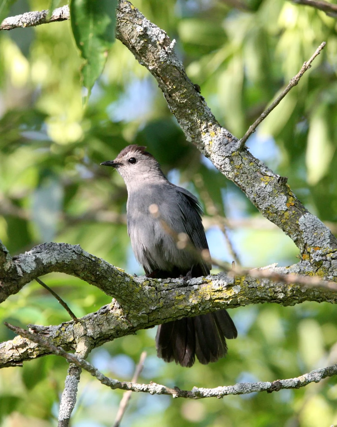 BIRD - GRAY CATBIRD - MCKEE MARSH ILLINOIS (4).JPG