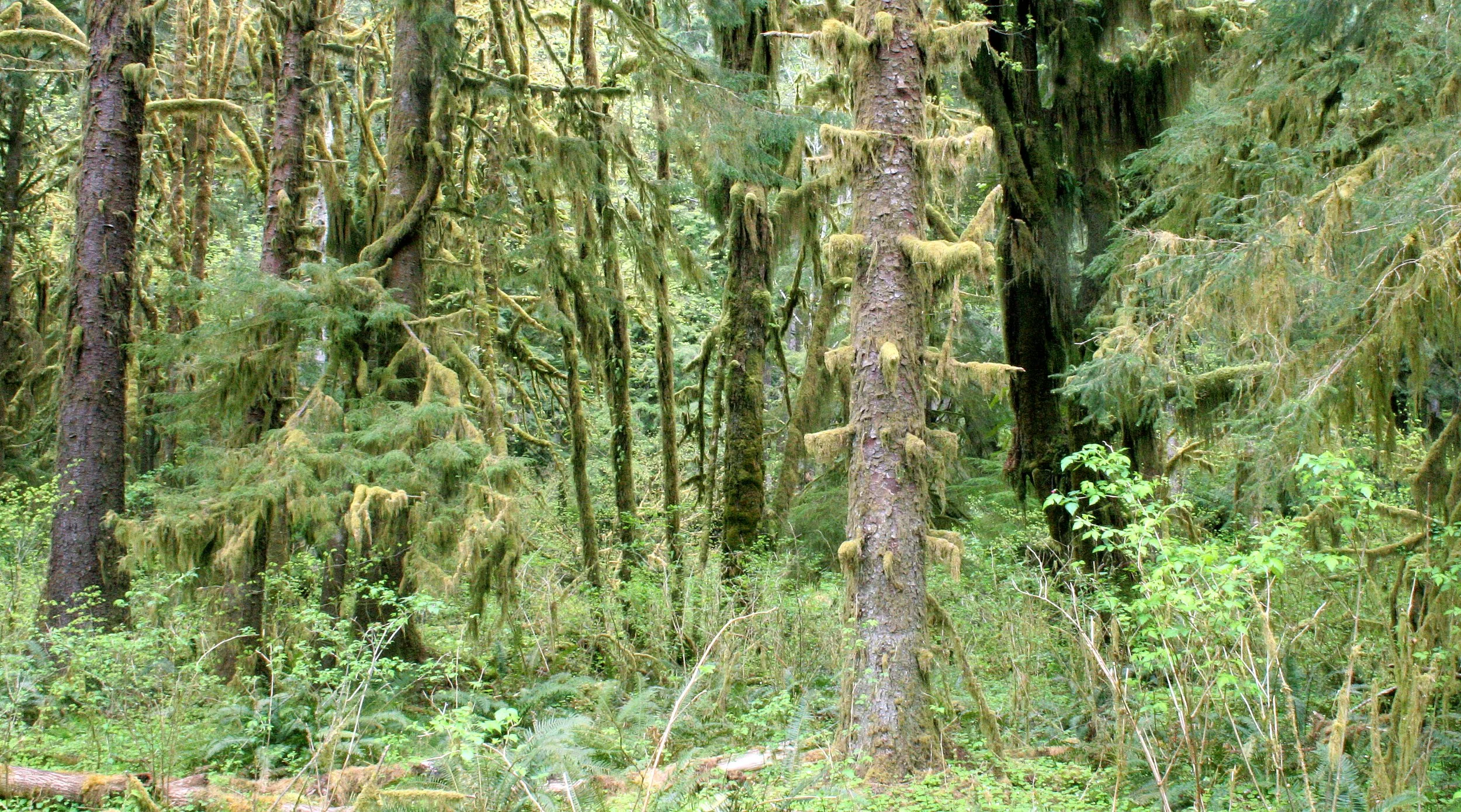 HOH RIVER VALLEY - HALL OF MOSSES (5).JPG