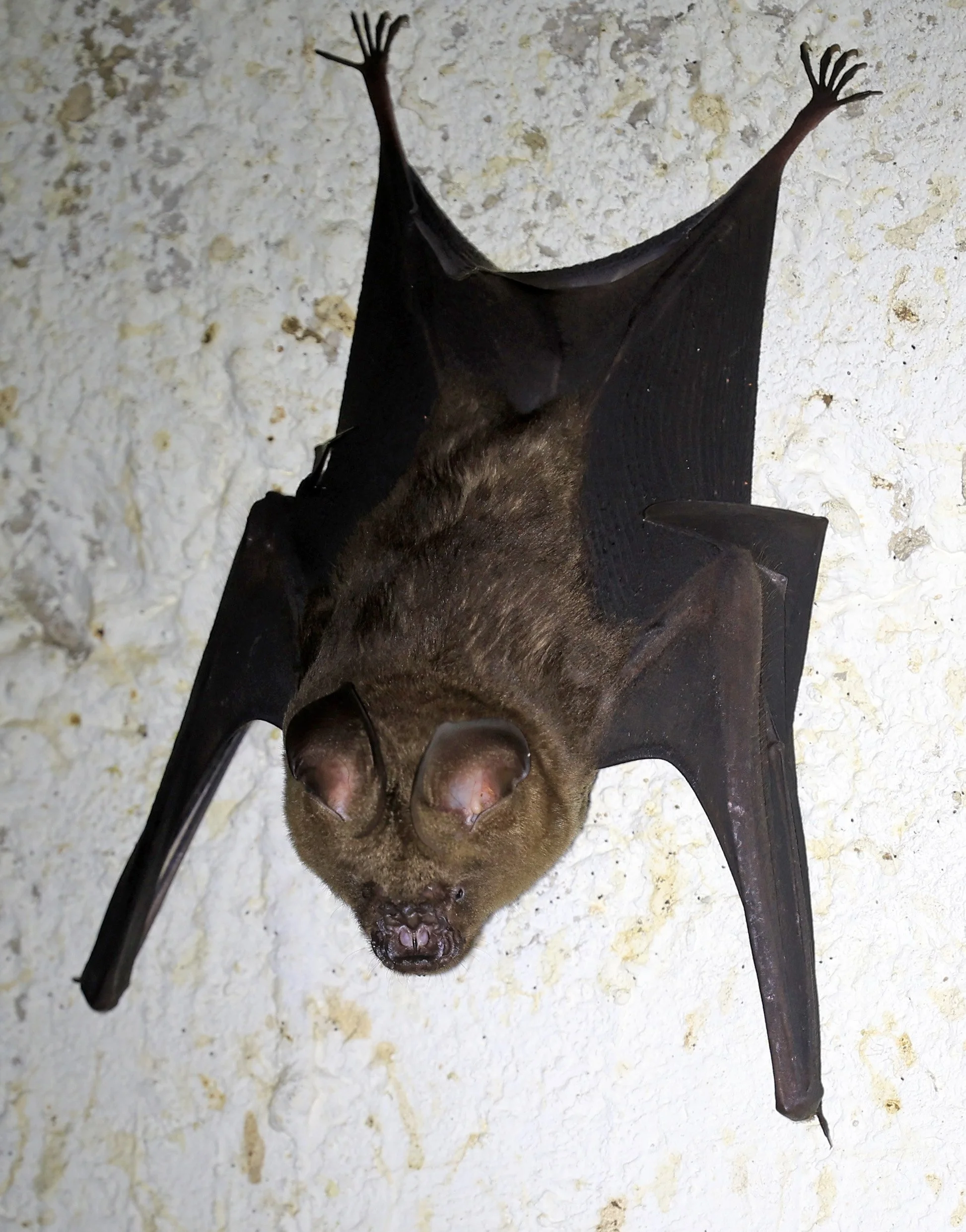 Great Himalayan Leaf-nosed Bat (Hipposideros armiger) Khao Yai National Park Feb 2026 Day 3  (2).jpg