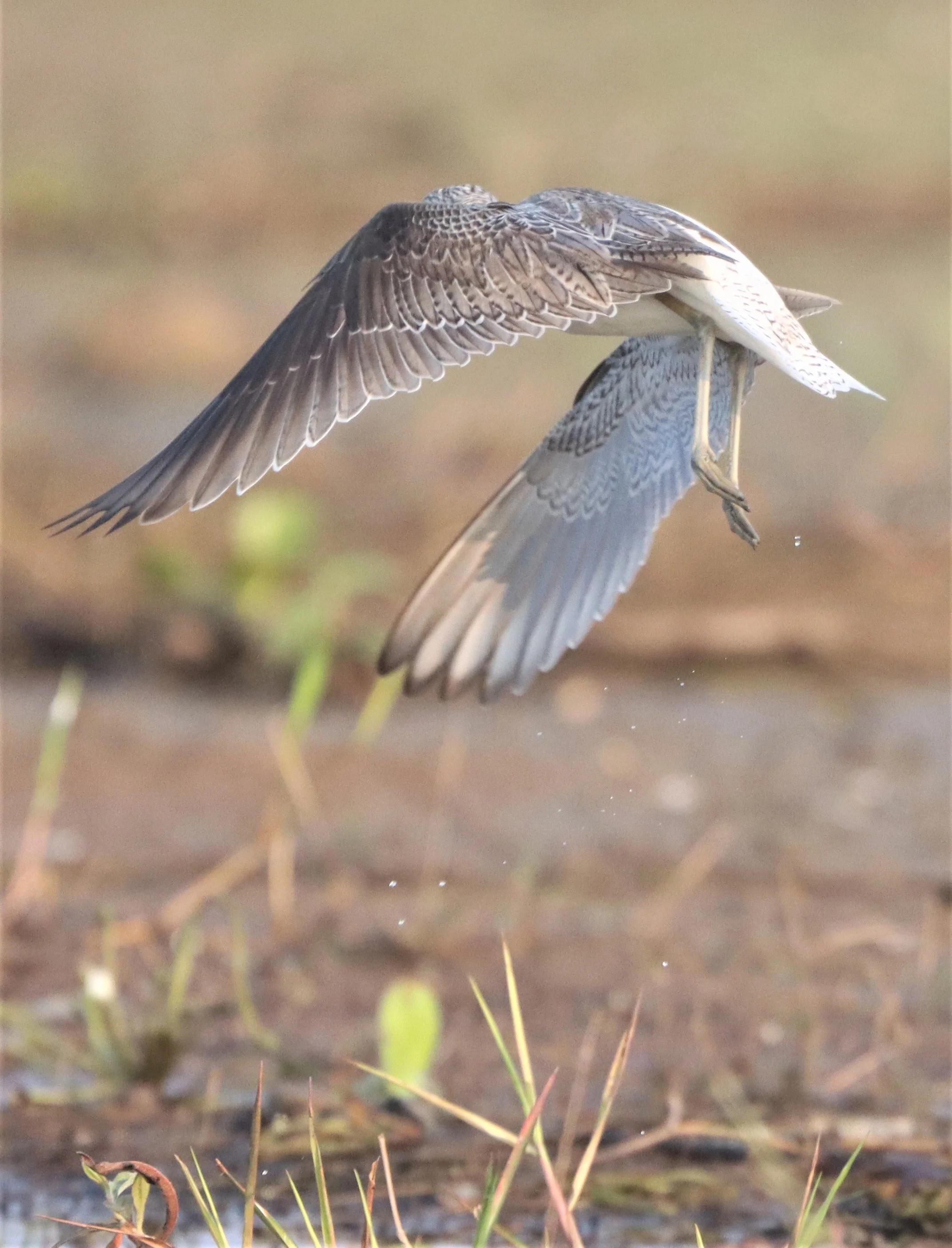 GREENSHANK - COMMON GREENSHANK - Tringa nebular (4).jpg