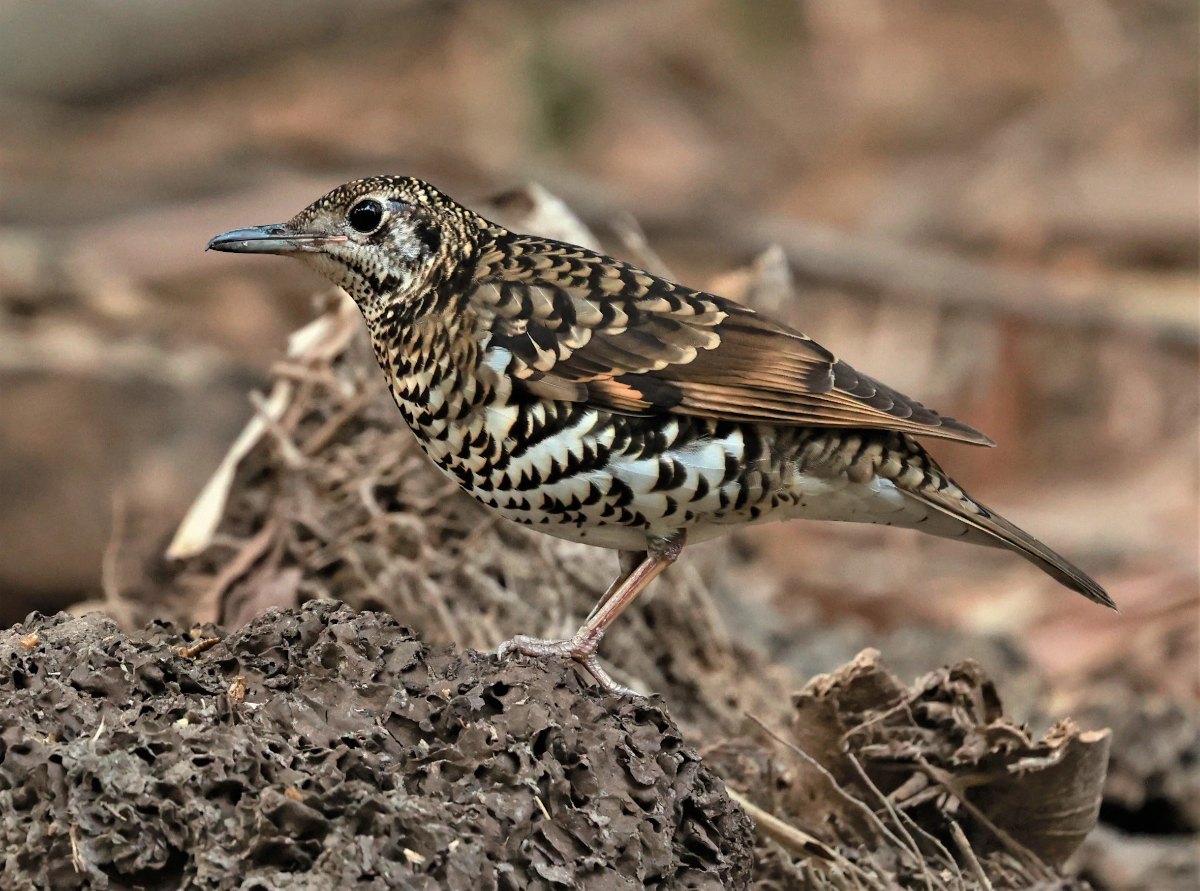 White's Thrush (Zoothera aurea) Putthamonthon Park Nakhon Pathom Thailand (130).jpg
