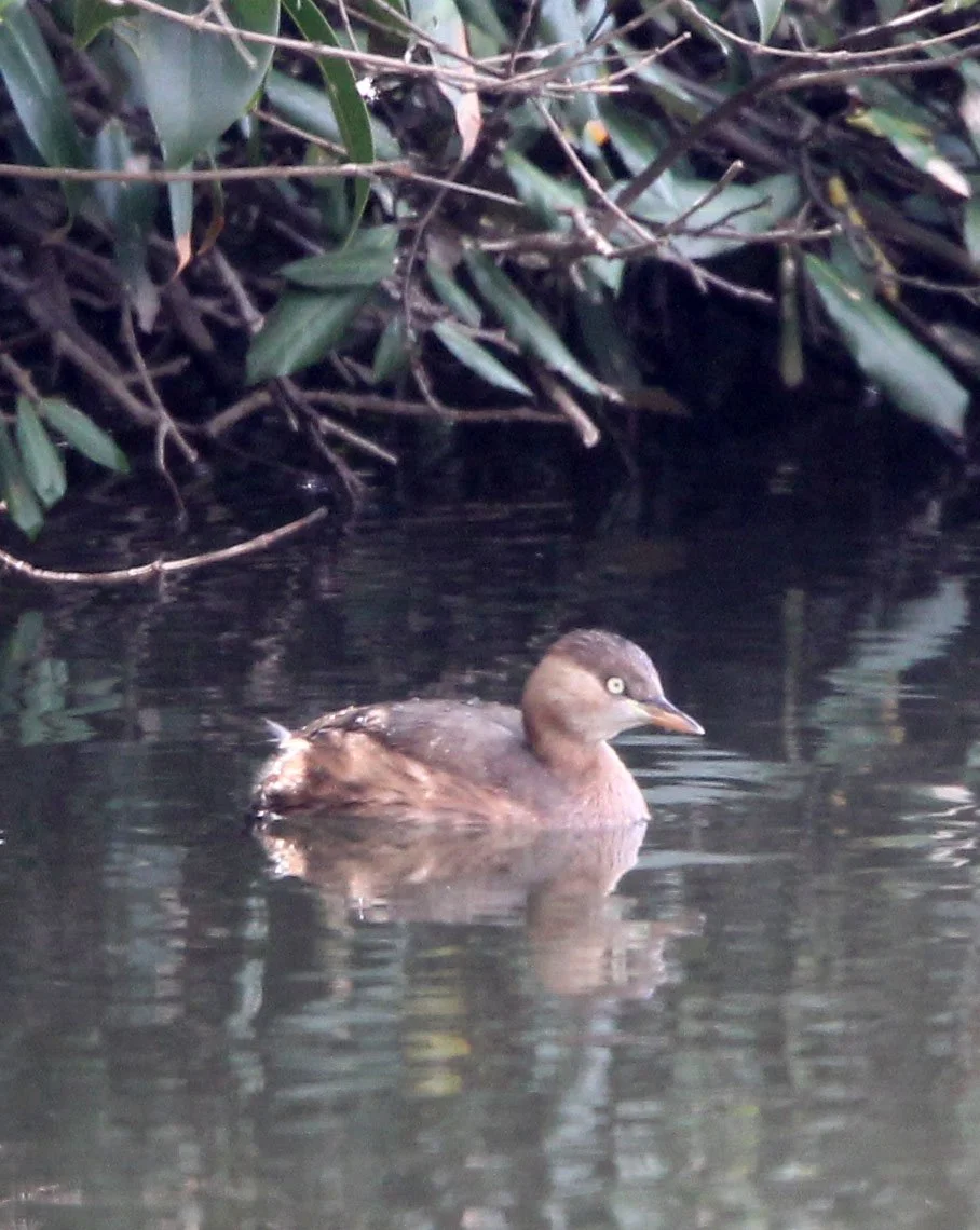 Little Grebe (Tachybaptus ruficollis) Binjiang Forest Park Shanghai (5).JPG