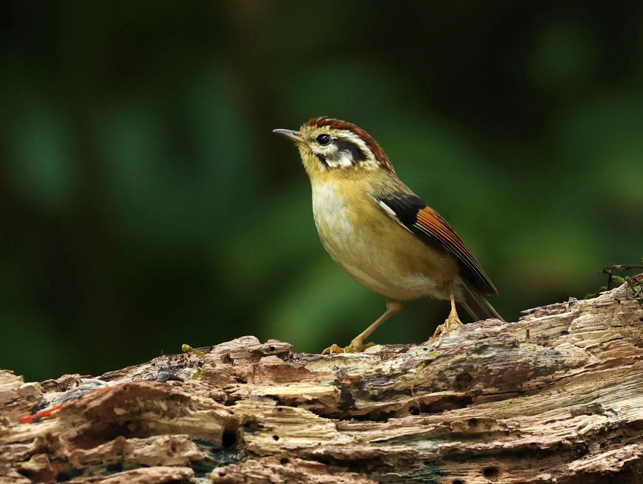 FULVETTA - RUFOUS-WINGED FULVETTA - Schoeniparus castaneceps - DOI PHA HOM POK NP DOI LANG EAST FEB 2022 (28).jpg