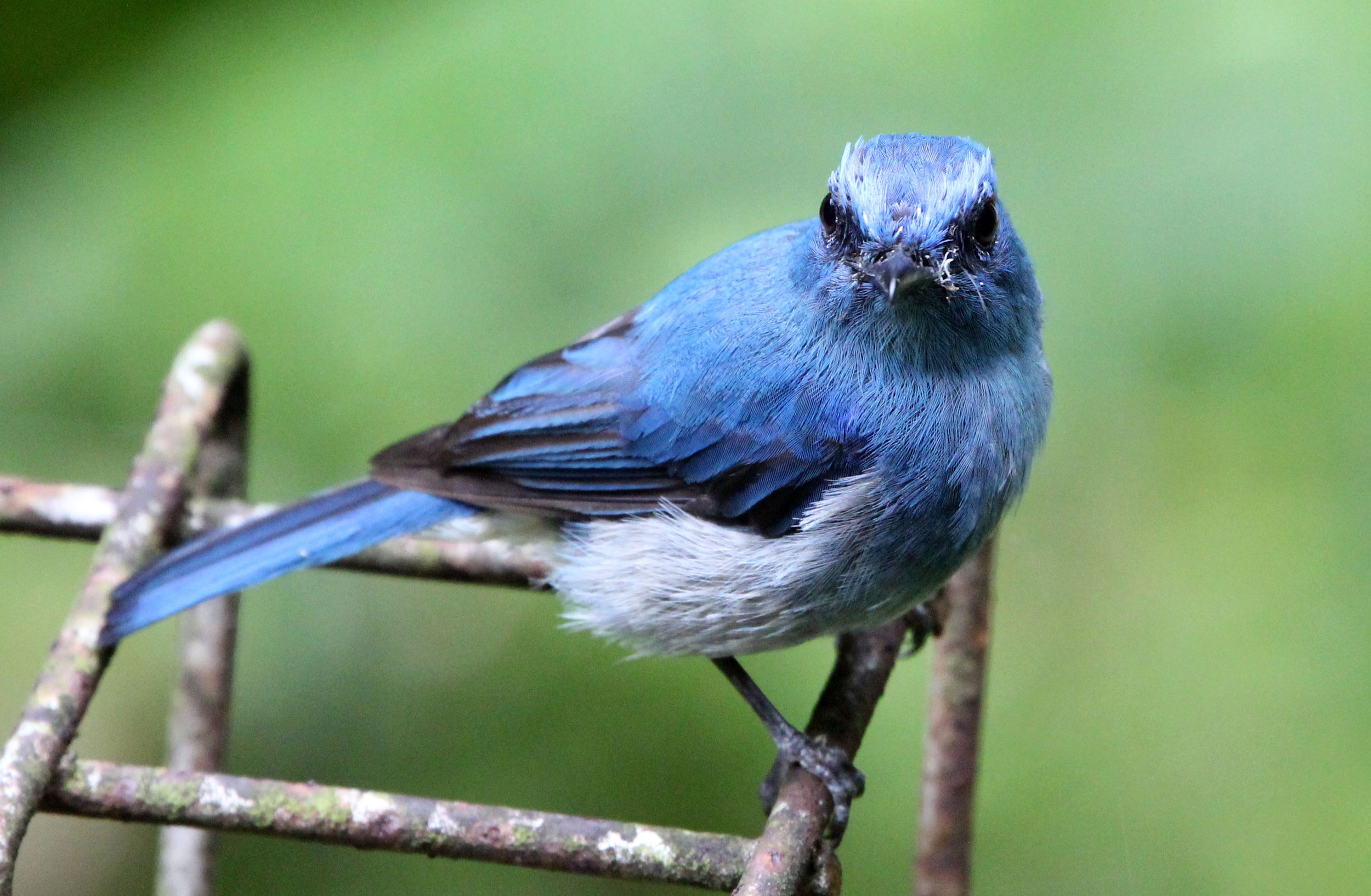 BIRD - FLYCATCHER - INDIGO FLYCATCHER - GEDE NATIONAL PARK JAVA BARAT INDONESIA (12).JPG