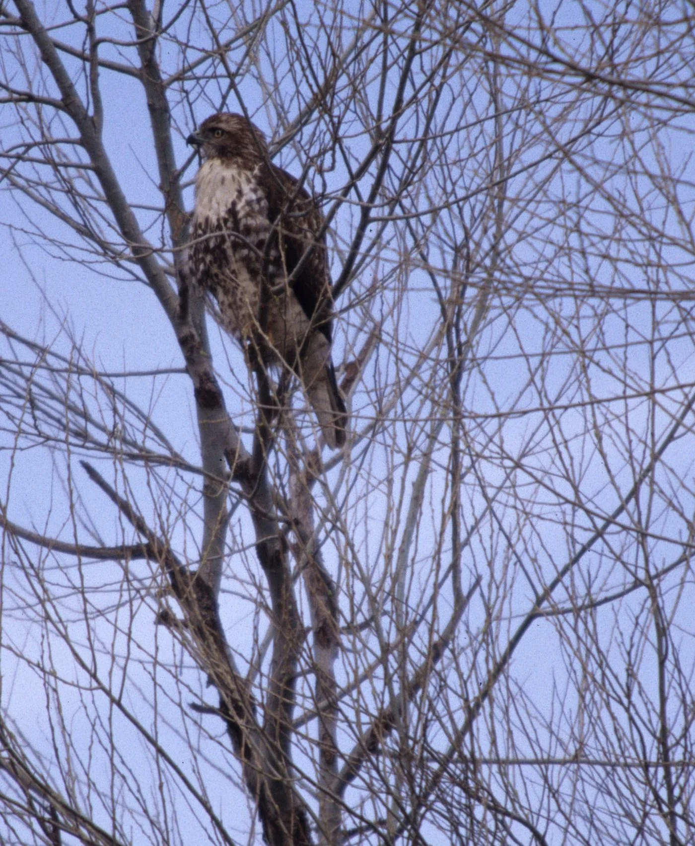 Buteo lineatus - RED-SHOULDERED HAWK - AMERICAN RIVER PARKWAY (5).jpg