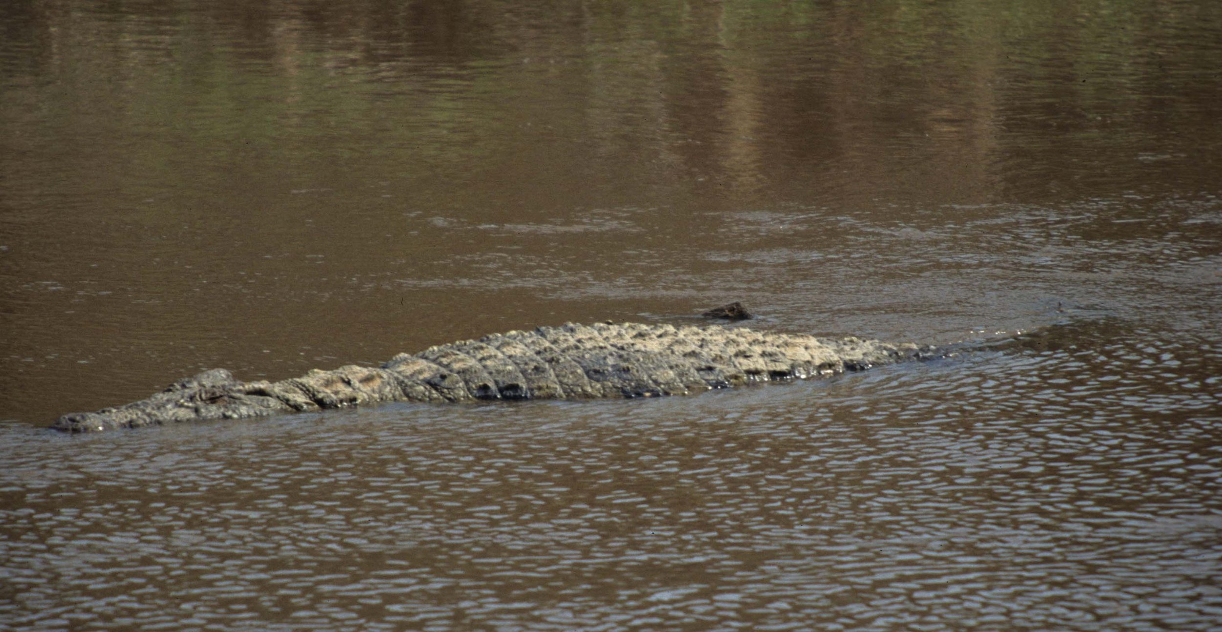 REPTILE- NILE CROC -SERENGETI A.jpg