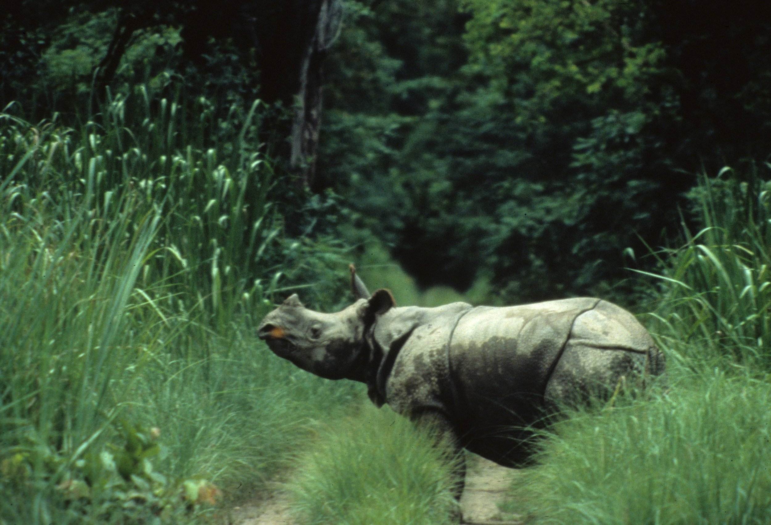 Rhinoceros unicornis - INDIAN (ASIAN ONE-HORNED) RHINOCEROS - CHITWAN NATIONAL PARK NEPAL (2).jpg