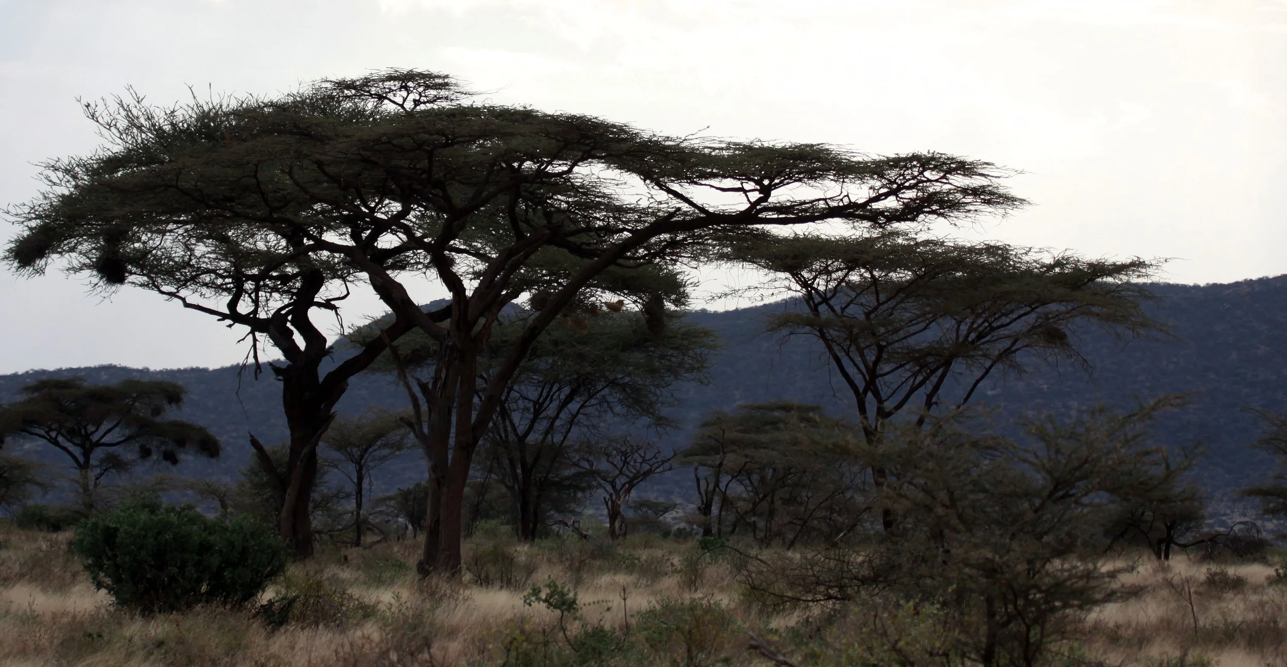 BUFFALO SPRINGS RESERVE KENYA (1).JPG