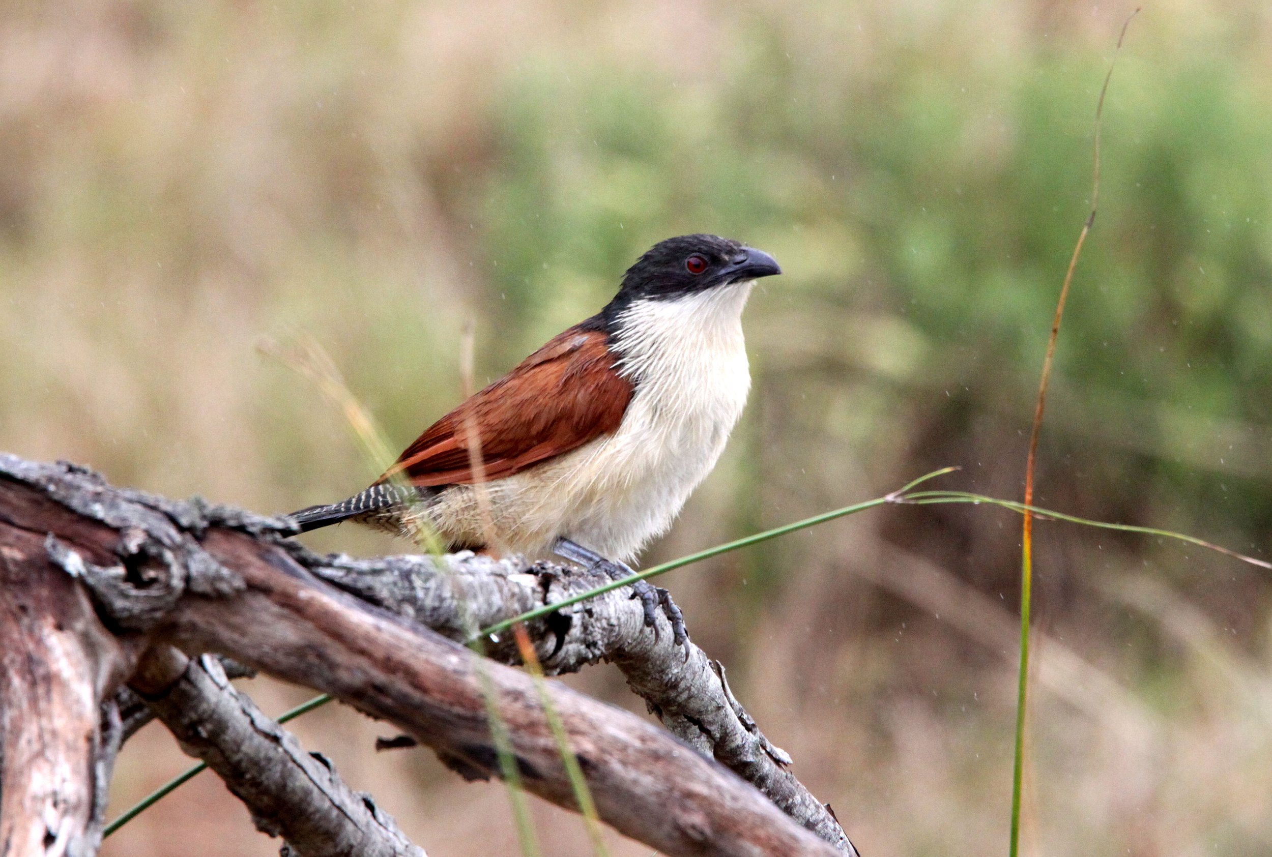 Burchell's Coucal (Centropus burchelli) Saint Lucia Reserve South Africa (2).JPG
