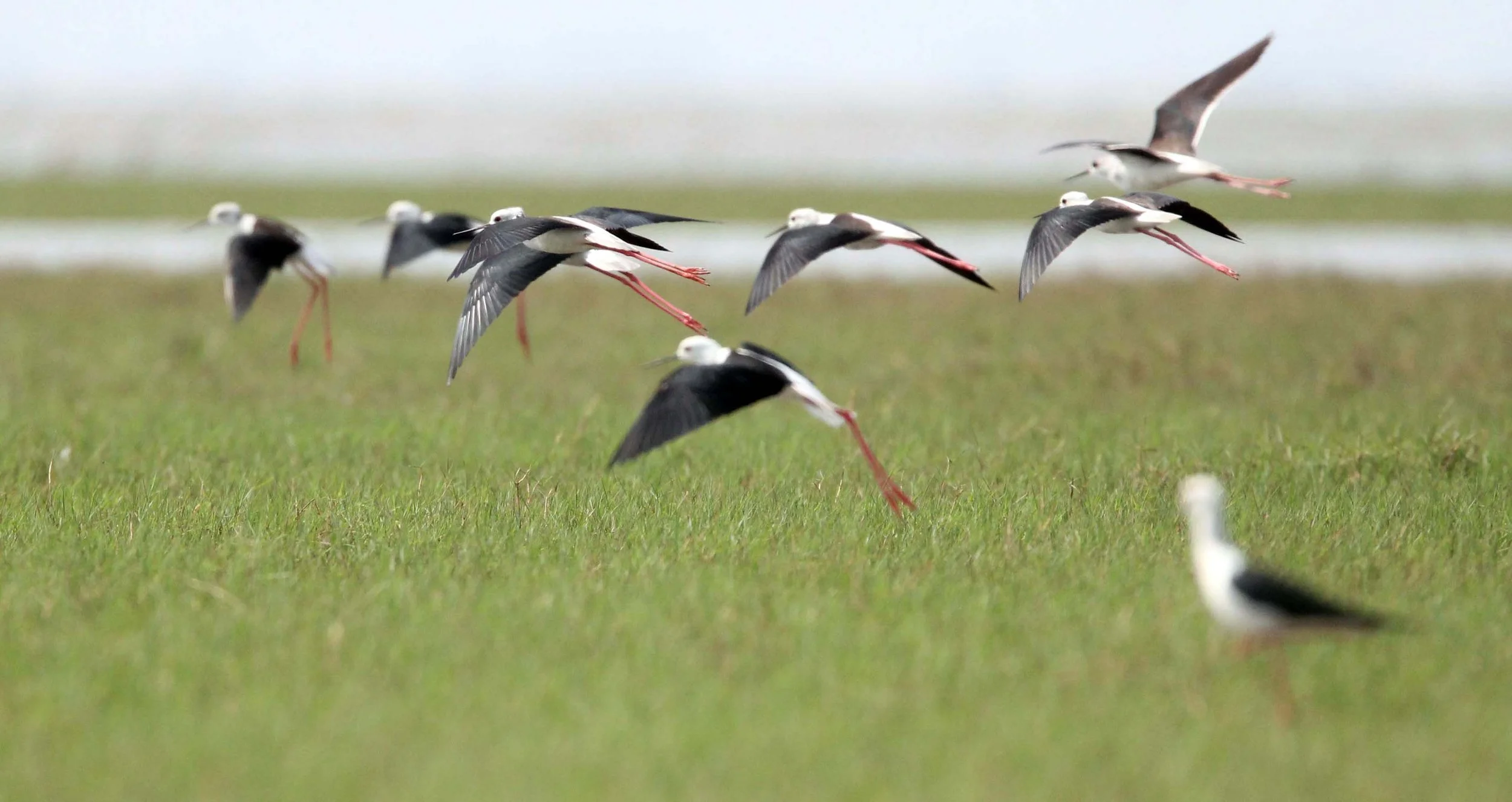 STILT - BLACK-WINGED - STILT - Himantopus himantopus - THALE NOI WATERBIRD PARK - PHATTHALUNG 28 (10).JPG