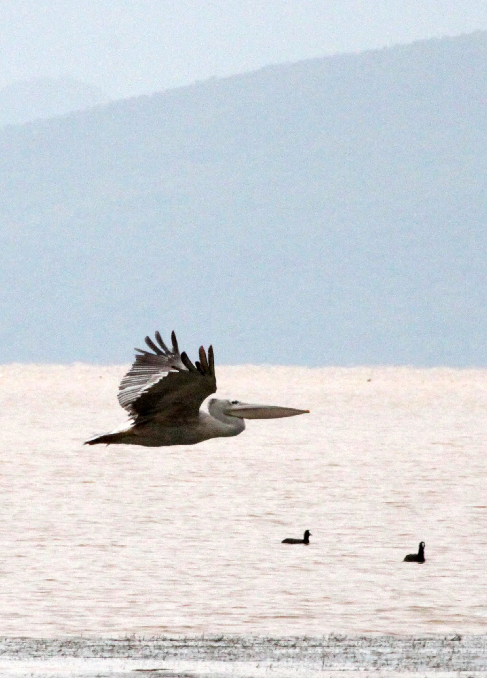 Pelecanus rufescens - PINK-BACKED PELICAN - LANGANO LAKE ETHIOPIA (5).JPG