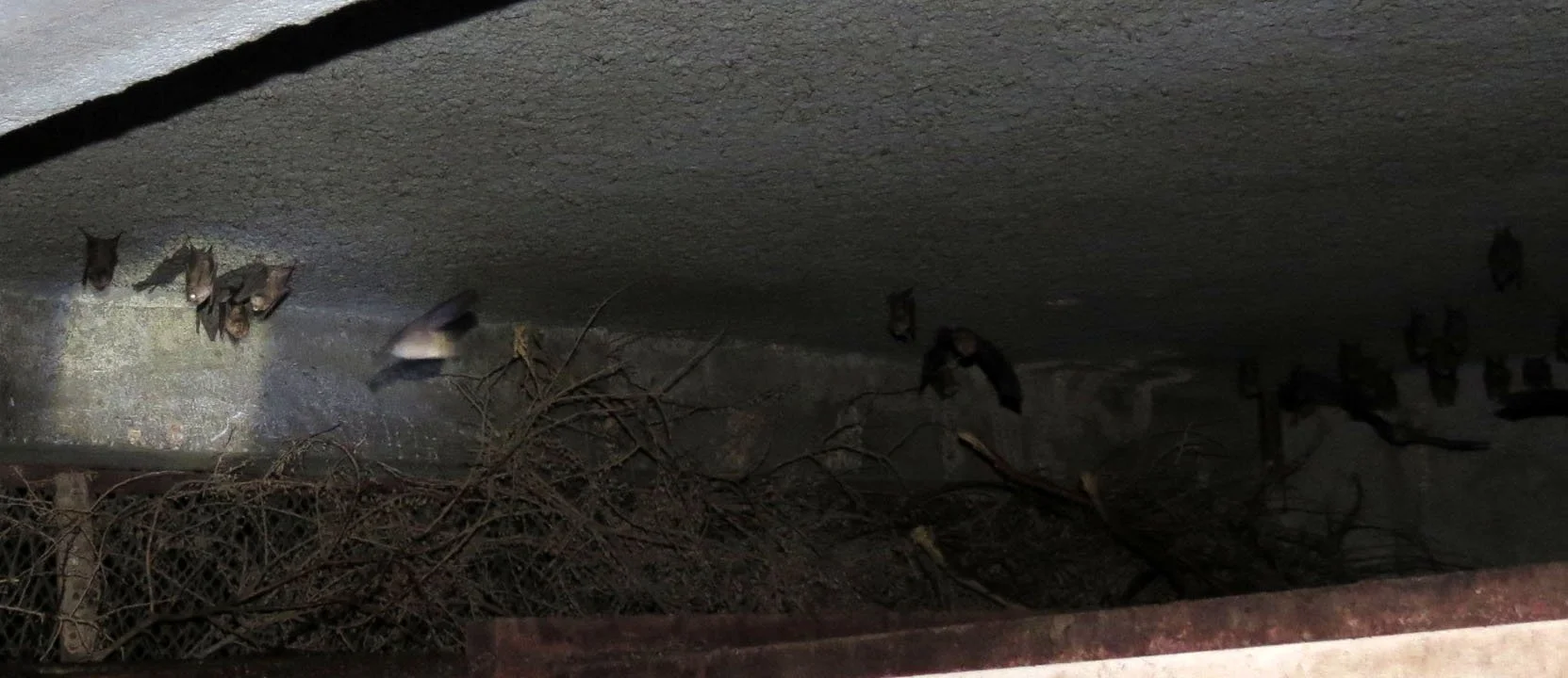 Hipposideros caffer - SUNDEVALL'S ROUNDLEAF BAT - AWASH NATIONAL PARK ETHIOPIA (18).JPG