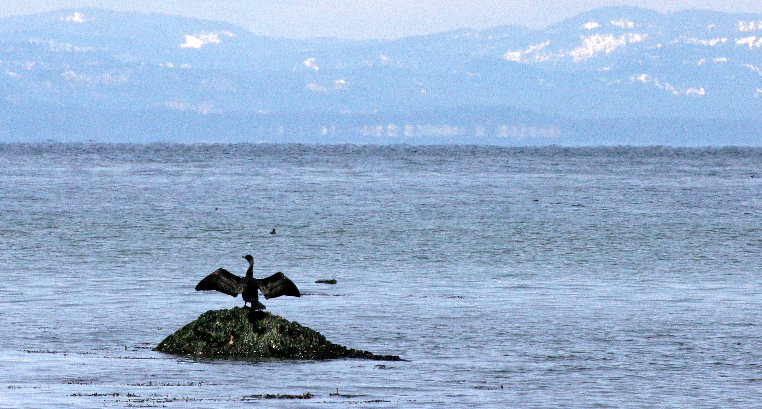 Nannopterum auritum - Double-crested Cormorant - Lake Farm Beach Olympic Peninsula Washington (10).JPG