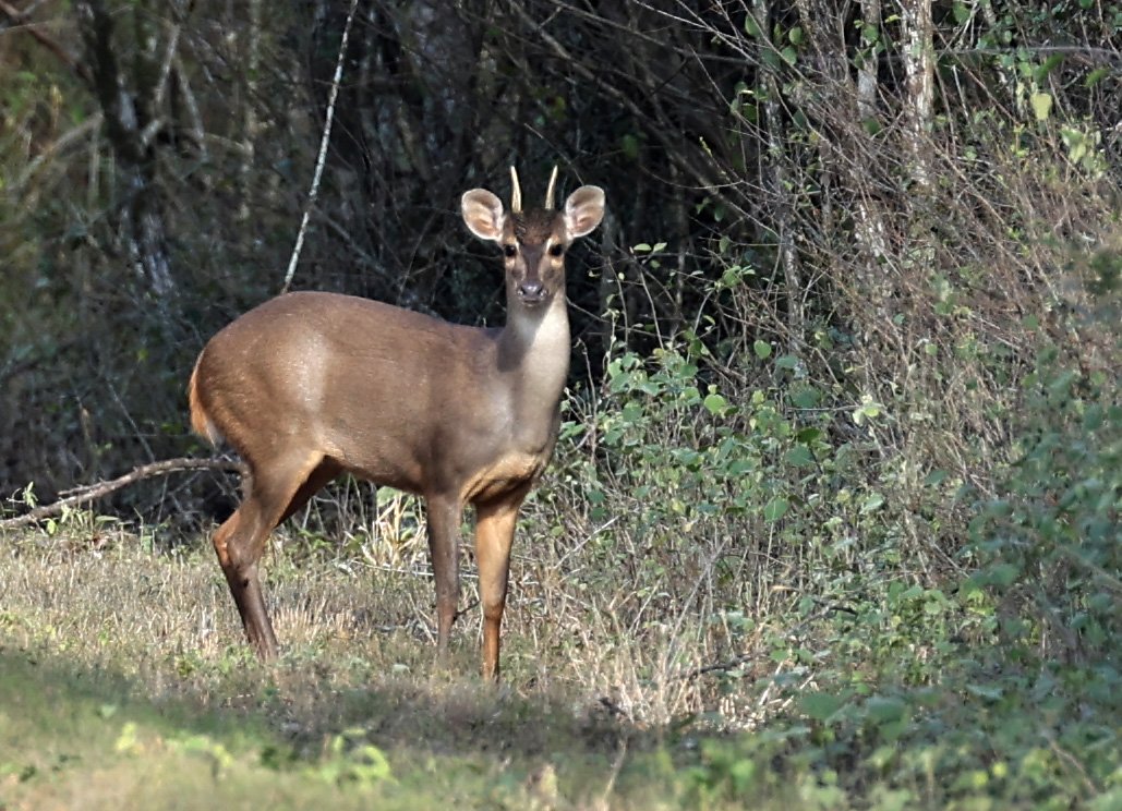 Southern Brown Brocket (Subulo gouazoubira) Selva Serena Natural Reserve (31).jpg