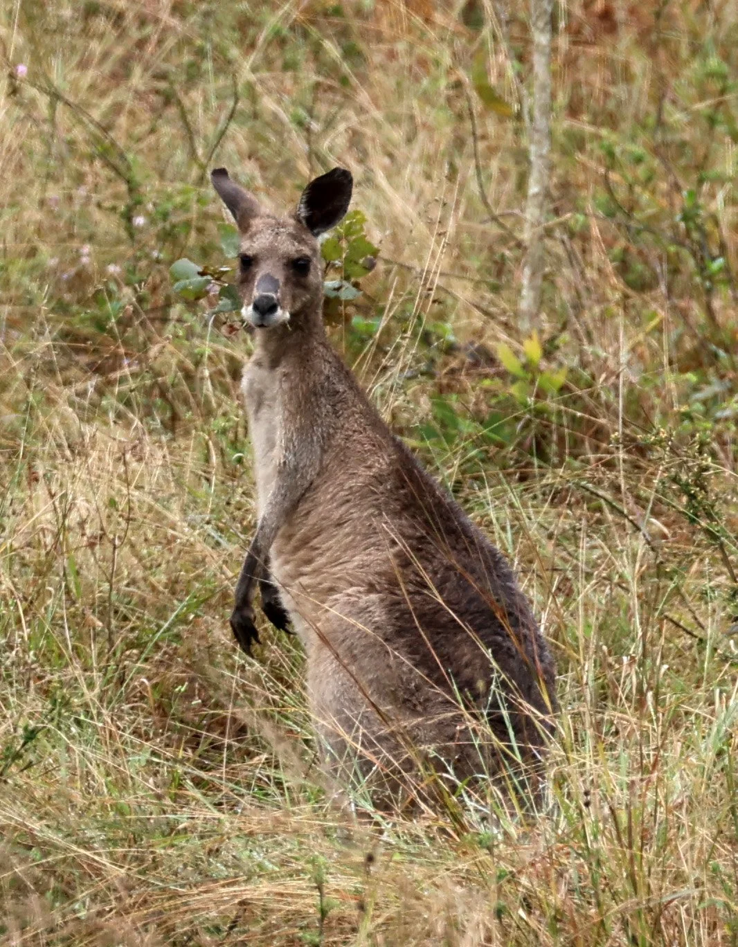Kangaroop Eastern Grey Kangaroo (Macropus giganteus) — Coke Smith Wildlife