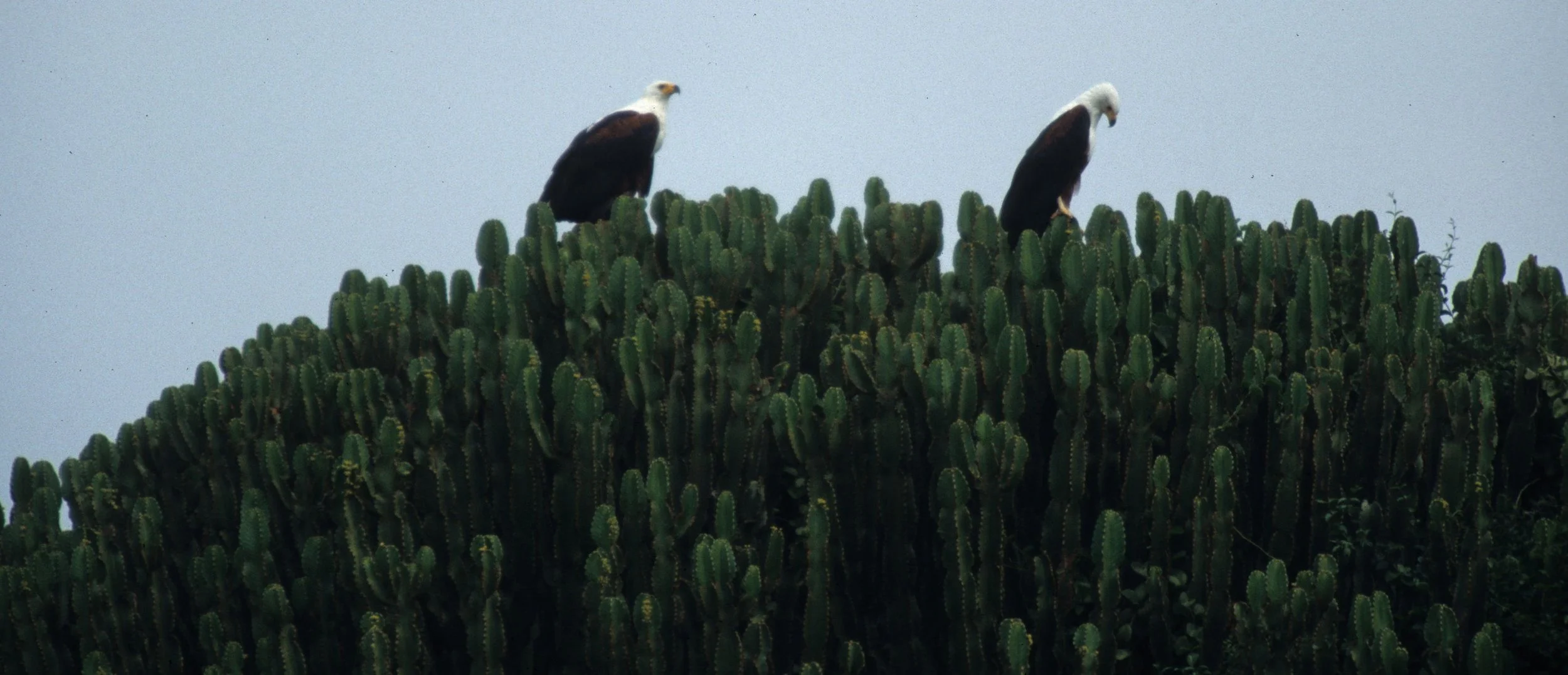 Haliaeetus vocifer - AFRICAN FISH EAGLE - KENYA scanned slides (10).jpg