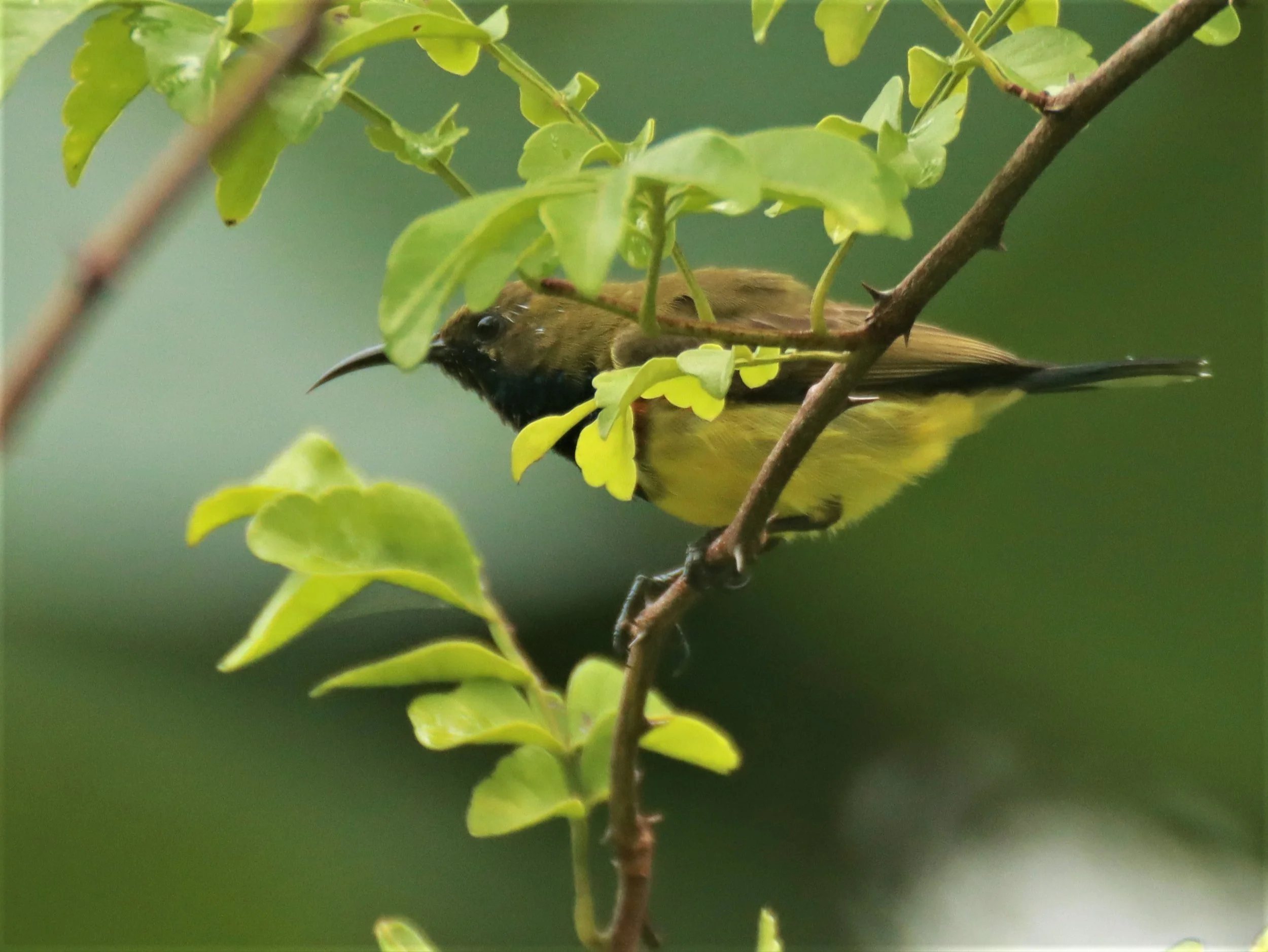 SUNBIRD - OLIVE-BACKED SUNBIRD - Nectarinia jugularis - KHAO SOK SURAT THANI (11).jpg