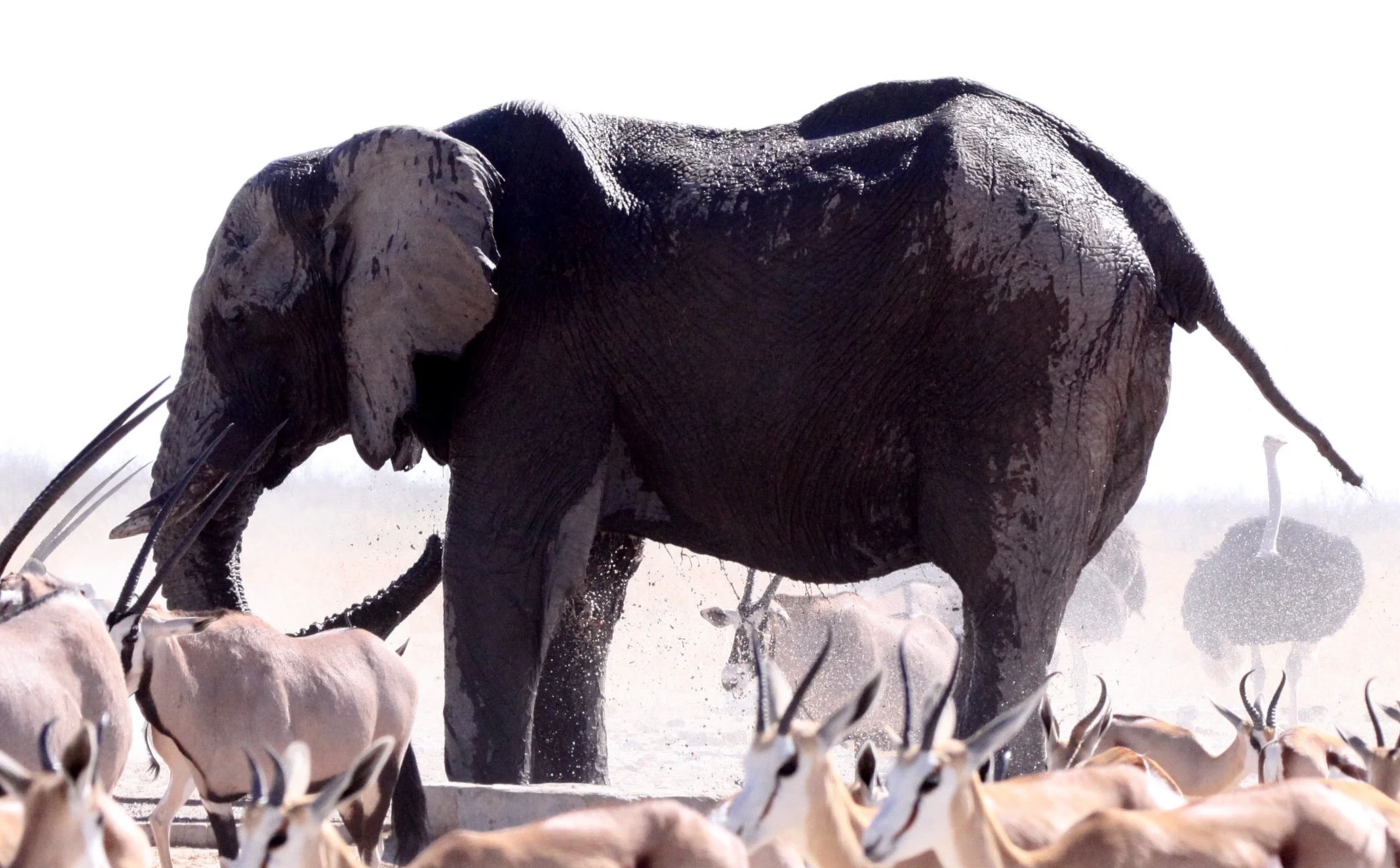 ELEPHANT - AFRICAN ELEPHANT - ETOSHA NATIONAL PARK NAMIBIA (40).JPG
