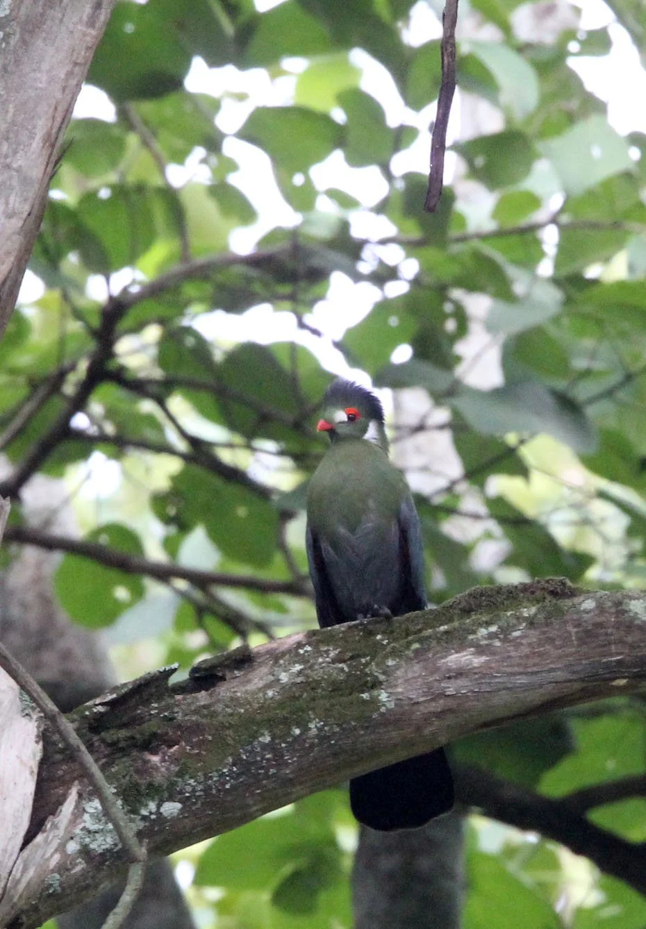 White-cheeked Turaco (Menelikornis leucotis) Langano Lake Ethiopia (19).JPG
