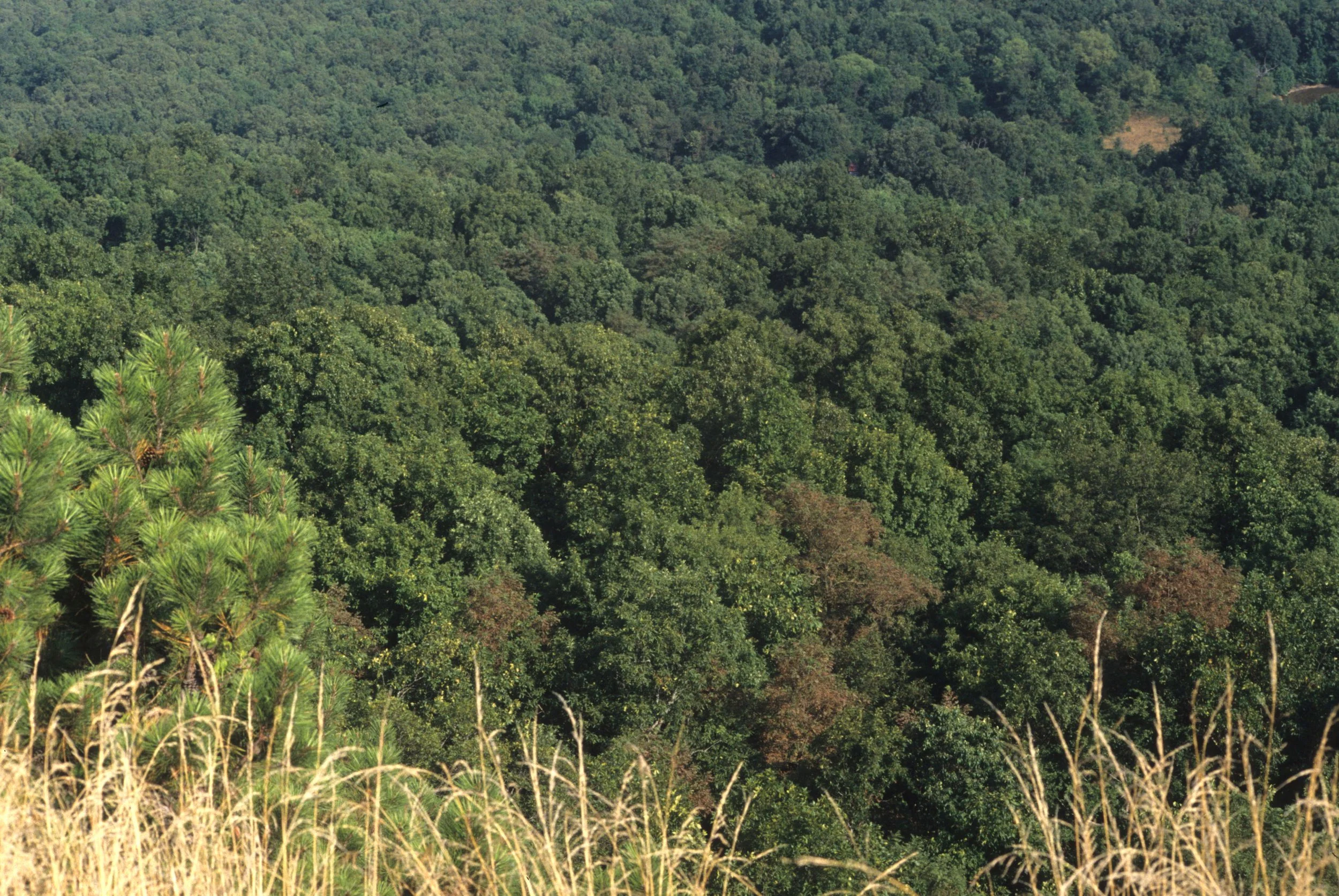 ARKANSAS - HARDWOOD FOREST COMMUNITY B.jpg