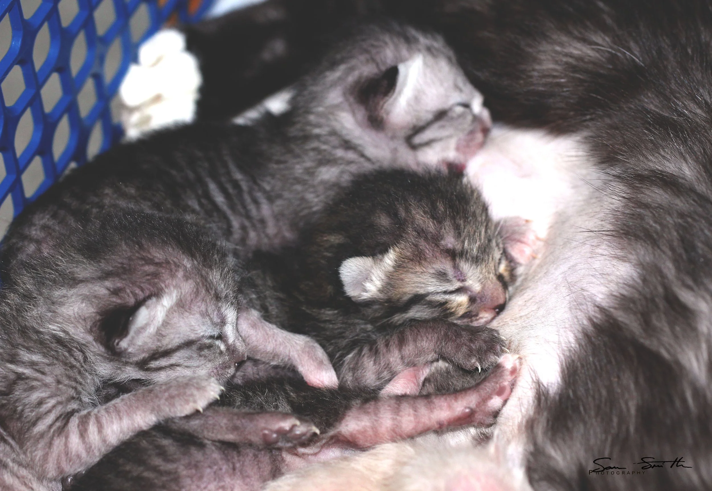 2017 Graffiti Tour in Bangkok (559).JPG