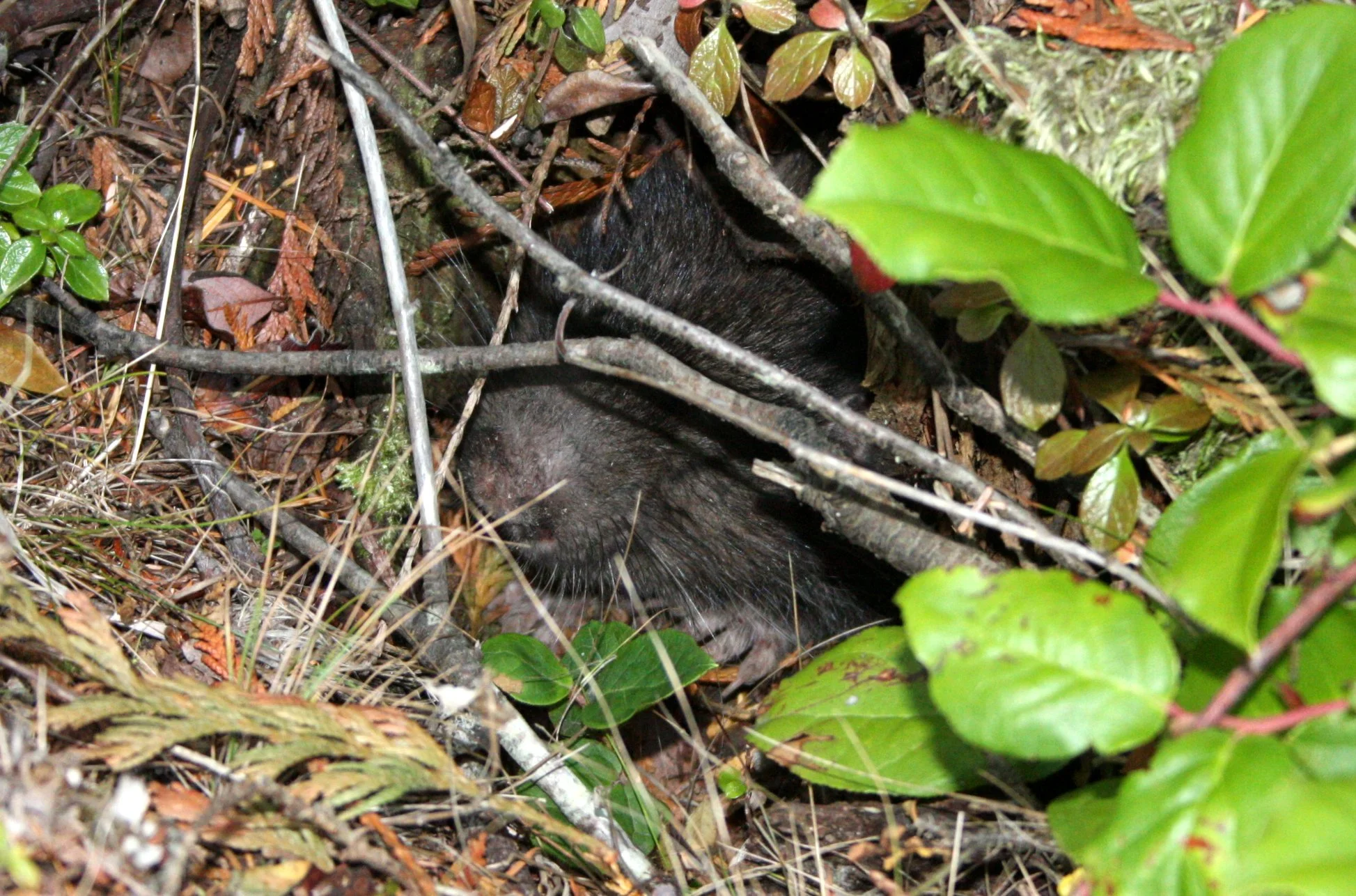 RODENT - MOUNTAIN BEAVER - LAKE FARM TRAILS WA (11).JPG