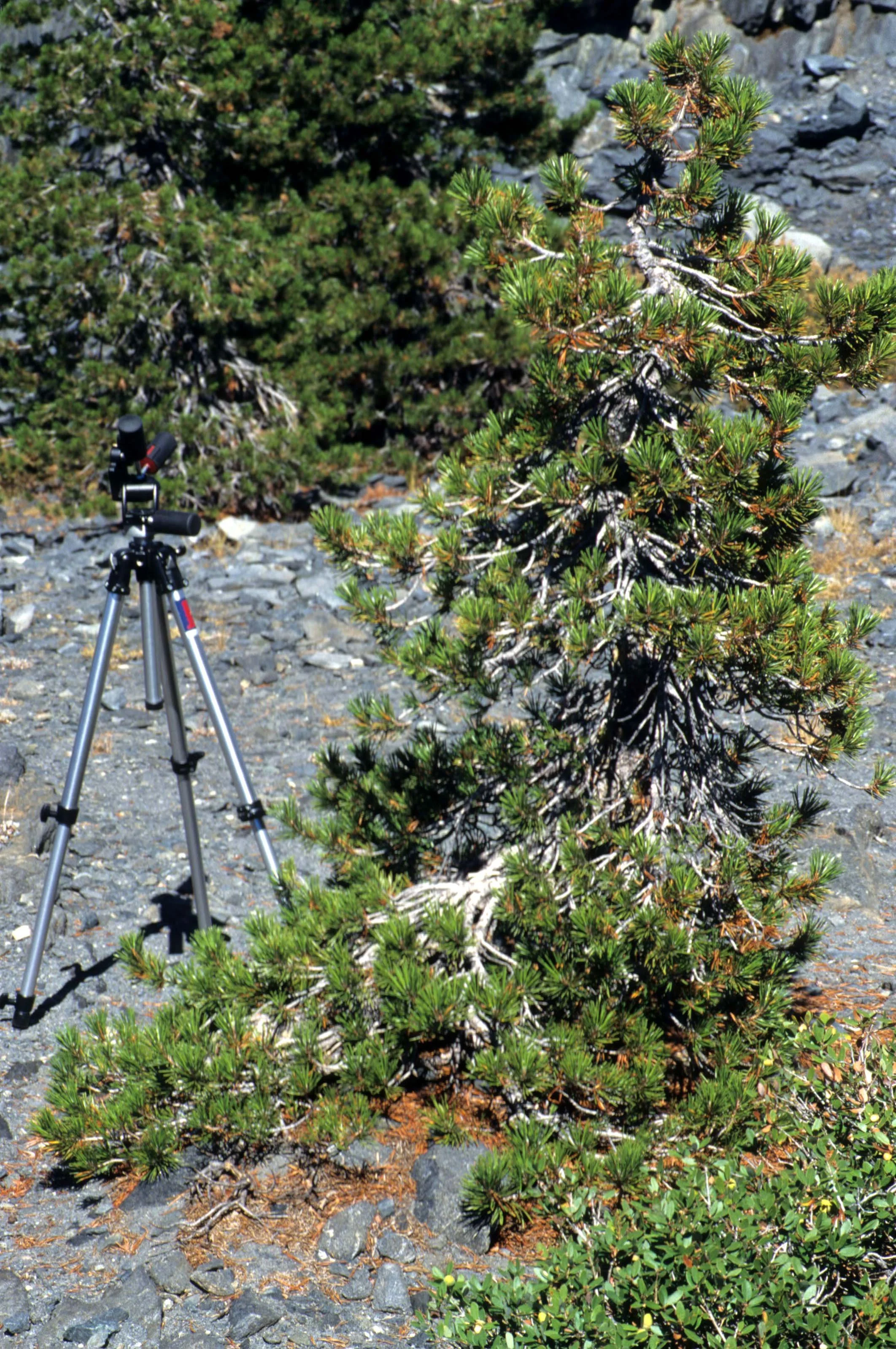CALIFORNIA - SIERRA - PINUS SPECIES AA.jpg