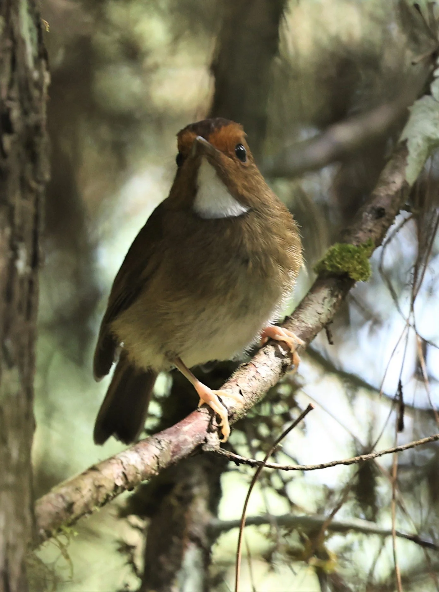 Anthipes solitaris - RUFOUS-BROWED FLYCATCHER - FRASER'S HILL, MALAYSIA JUNE 2022 (10).jpg