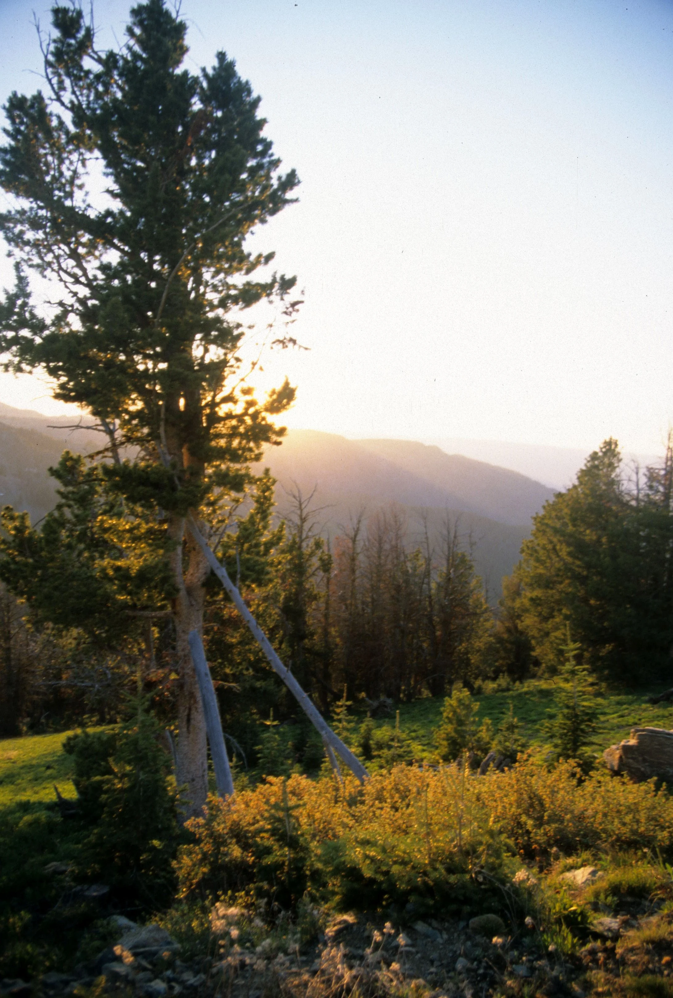CALIFORNIA - SIERRA - PINUS SPECIES AT SUNSET A (2).jpg