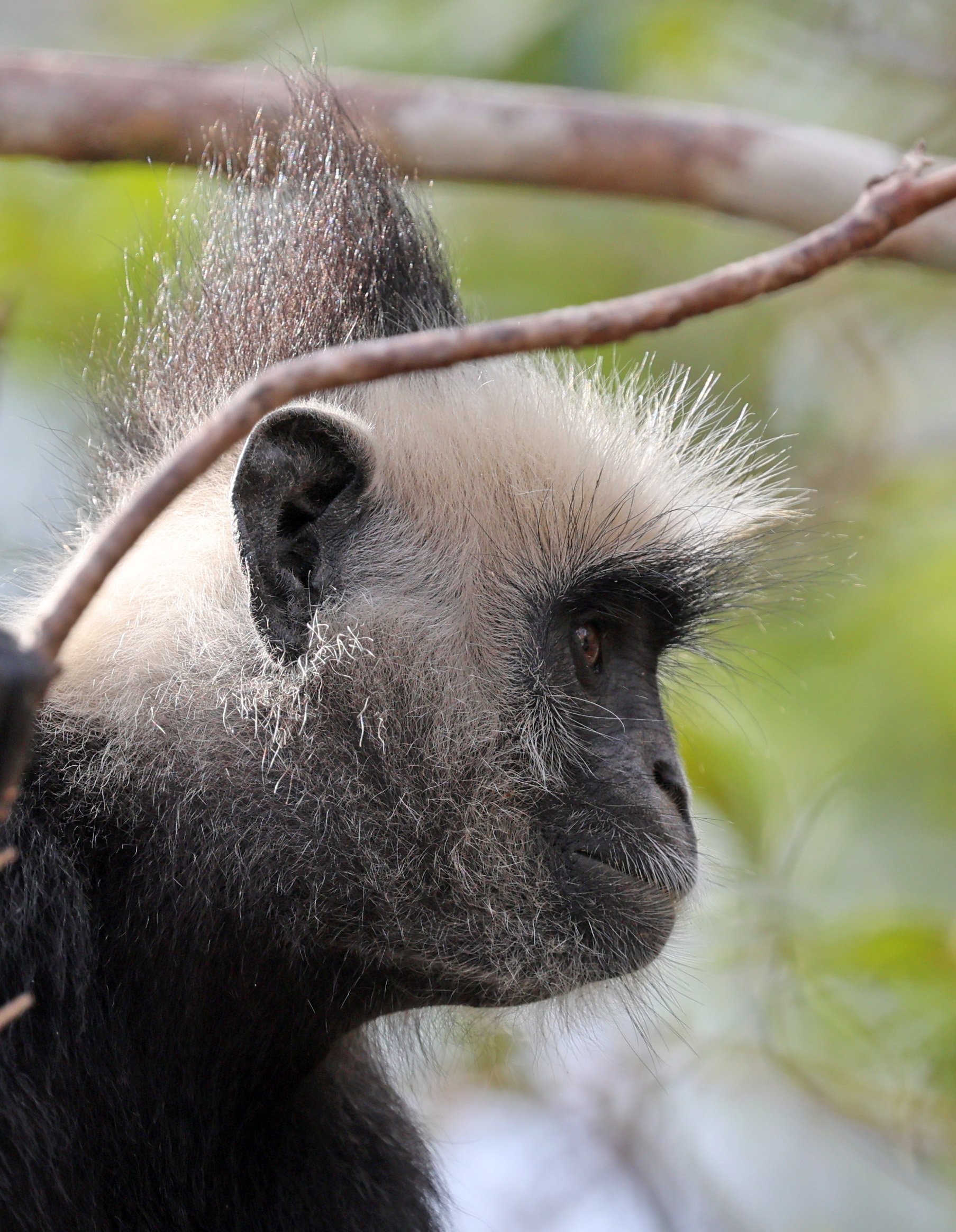 Laotian Langur or White-browed Black Langur (Trachypithecus laotum) The Rock Viewpoint, Khammouane Province Laos (258).jpg