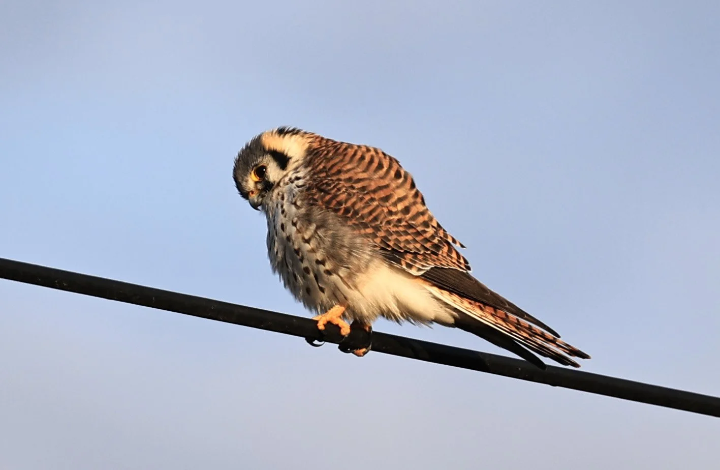 American Kestrel (Falco sparverius) Aurora Chaquena Reserve, Neuland Mennonite Colony Paraguay (16).jpg