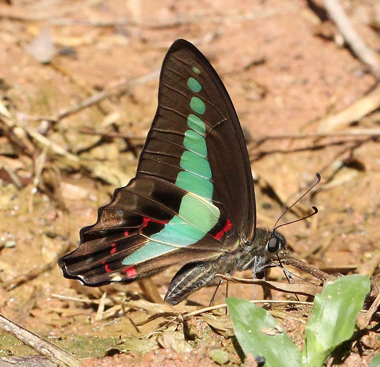 Papilionidae - Graphium sarpedon - Khao Yai National Park